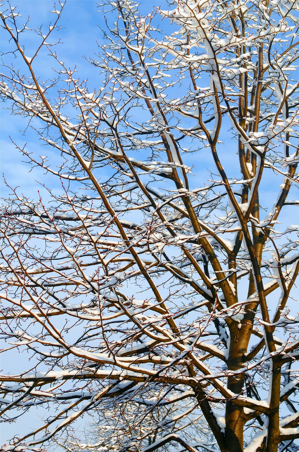 bare tree, no people, winter, beauty in nature, white color, ice, nature, cold temperature, day, growth, tree, branch, dry, outdoors, frozen, sky, cold, Phone HD Wallpaper