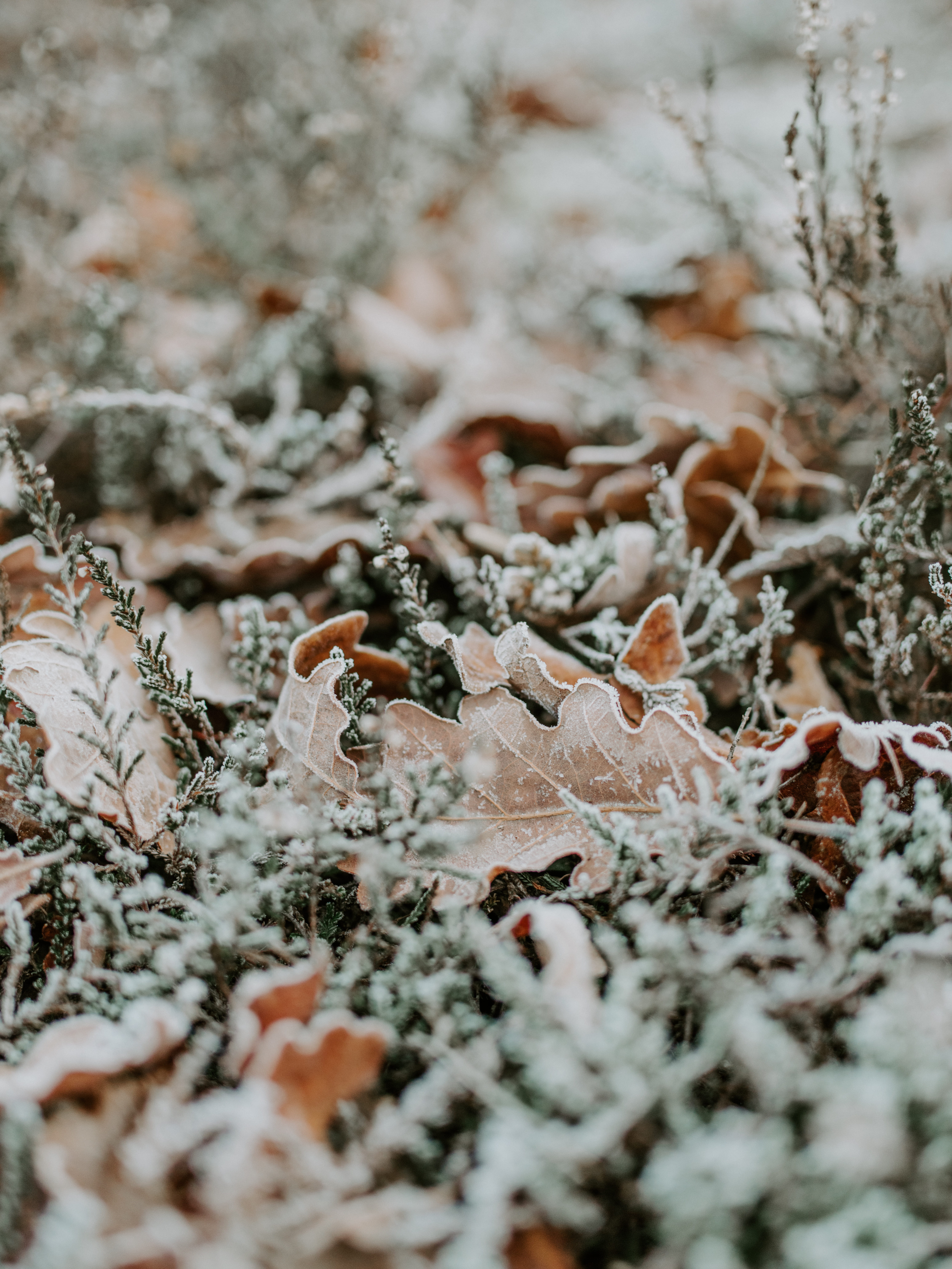 full frame, snow, winter, blossom, nature, plant, bird, ditch, close-up, flower, dry, bud, frost, green, withered, day, no people, beauty in nature, land, Phone HD Wallpaper