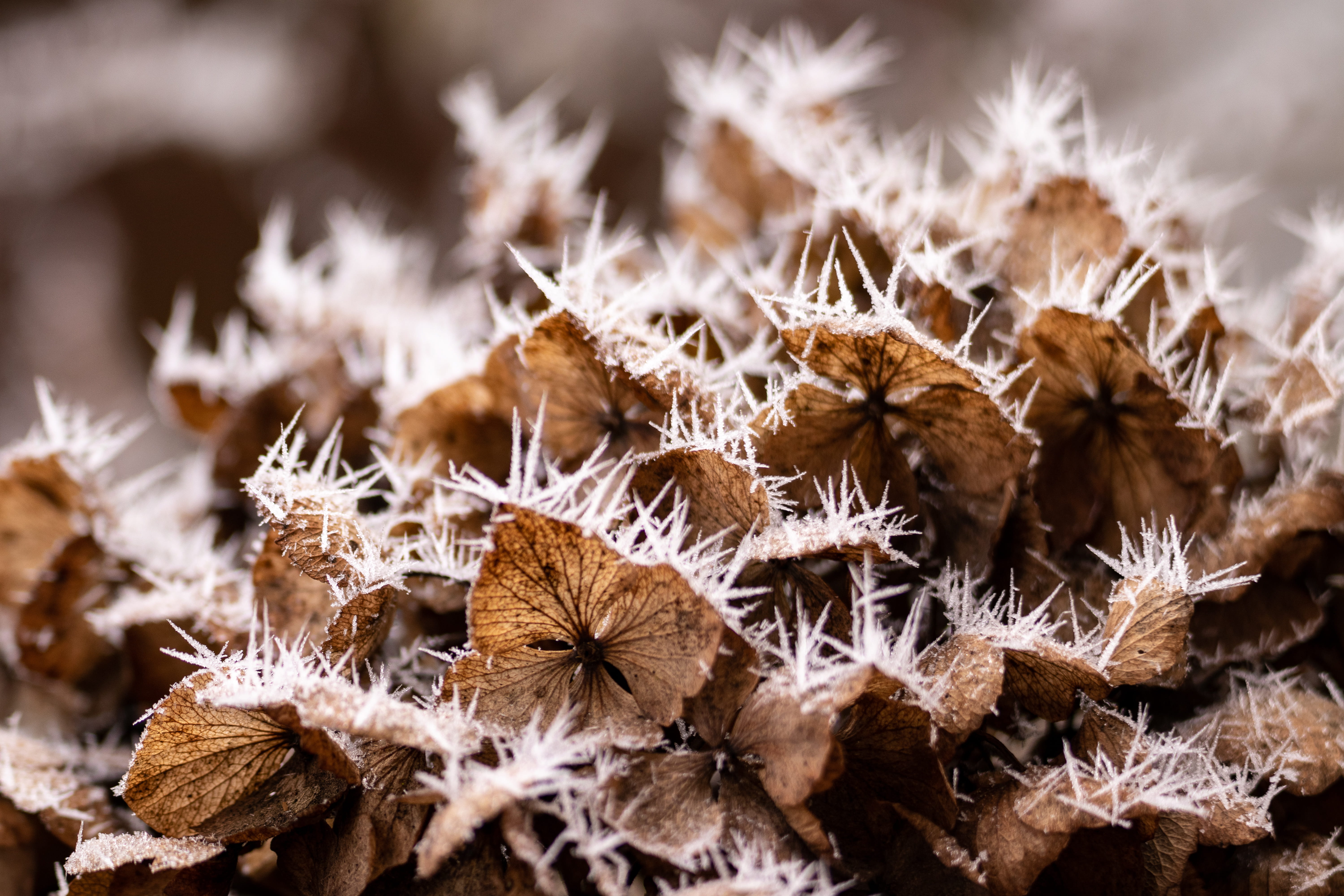 reef, animal, frost, agaric, focus on foreground, fungus, vulnerability, ocean, snow, coniferous tree, sea, photography, dead plant, moss, flowers, selective, HD Wallpaper