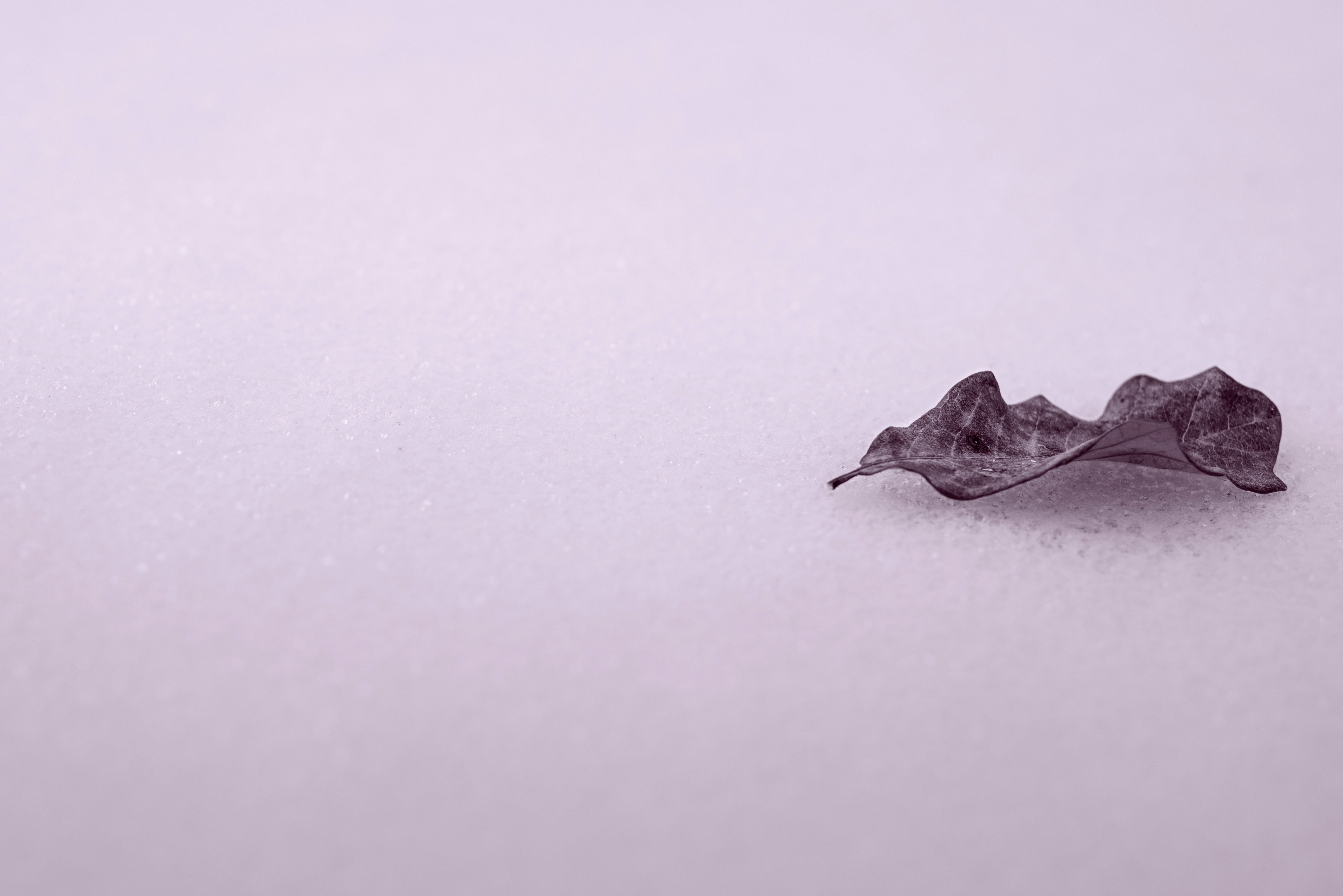 minimalism, copy space, snow, paper, purple, backgrounds, botany, frost, still life, leaves, plant, food, winter, animal themes, close-up, pattern, studio shot, HD Wallpaper