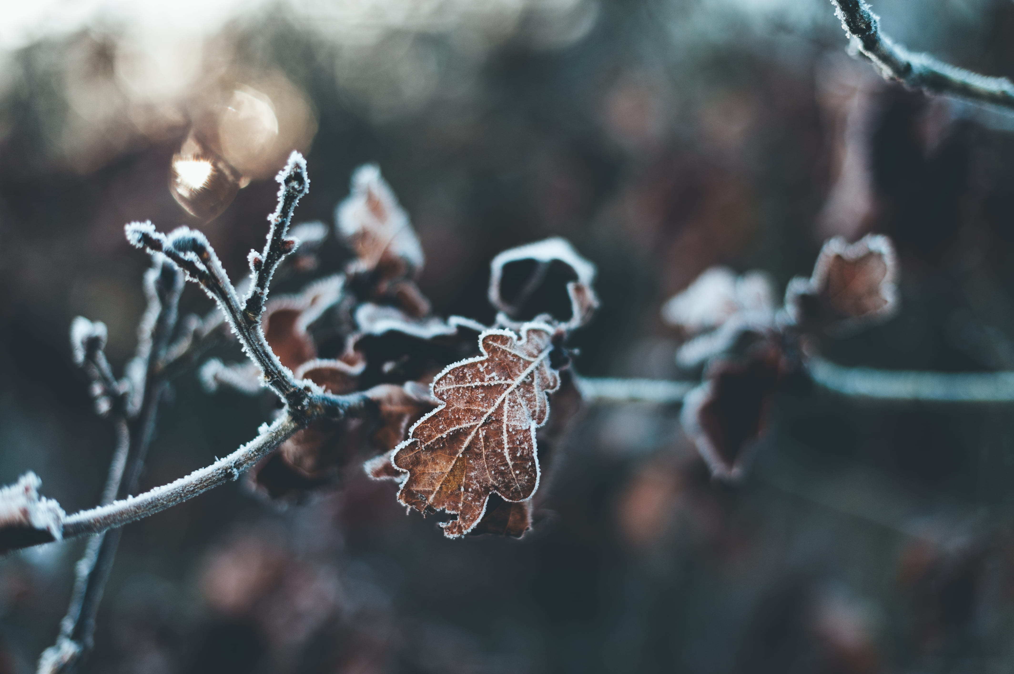 nature, netherlands, beauty in nature, outdoors, oak, leaves, leaf, focus on foreground, autumn, day, ice, trees, frozen, detail, plant, 4K, dry, blizzard, HD Wallpaper