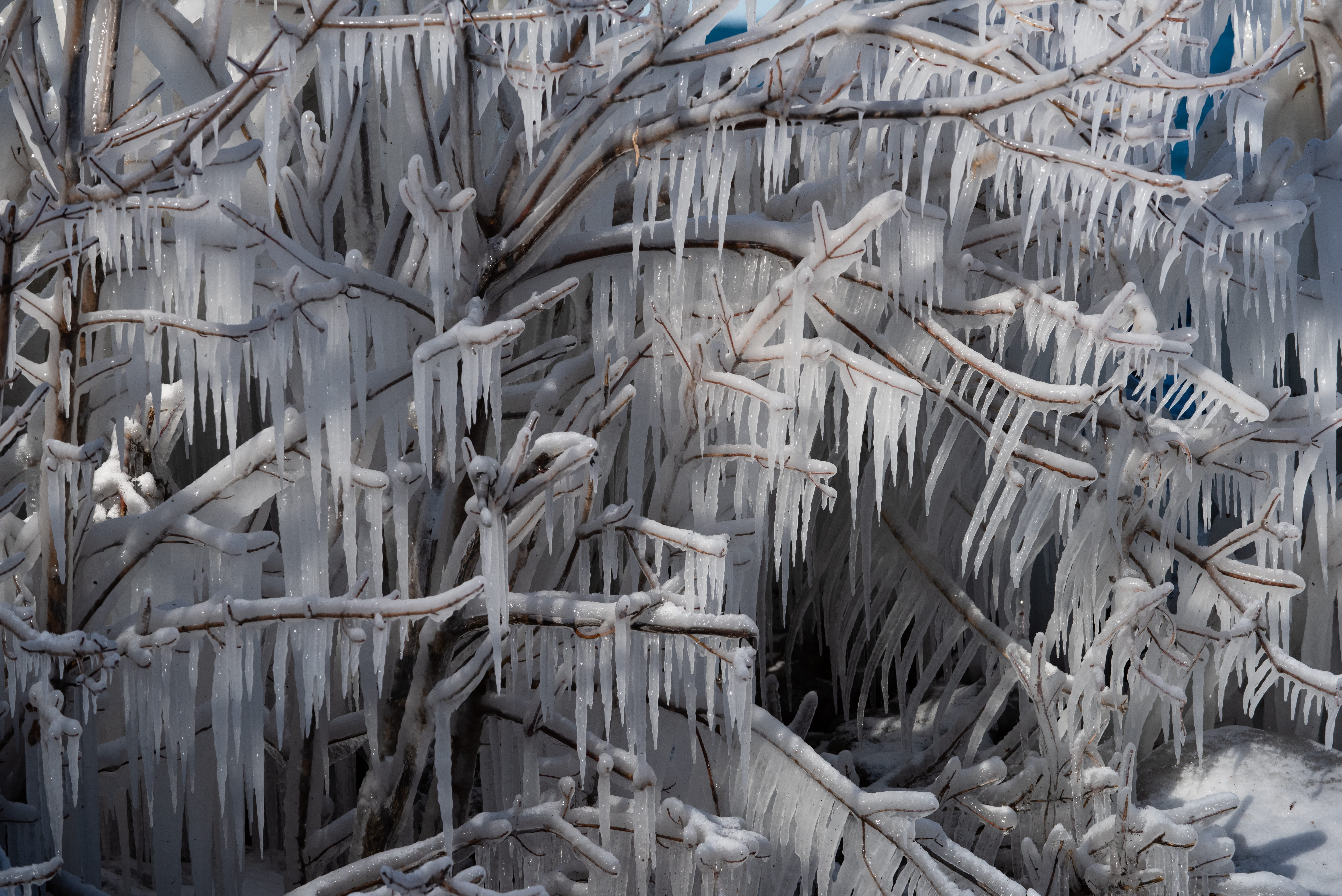5K, large group of objects, day, cold temperature, snow, focus on foreground, outdoors, tree, nature, plant part, dry, close-up, branch, covered, full frame, HD Wallpaper