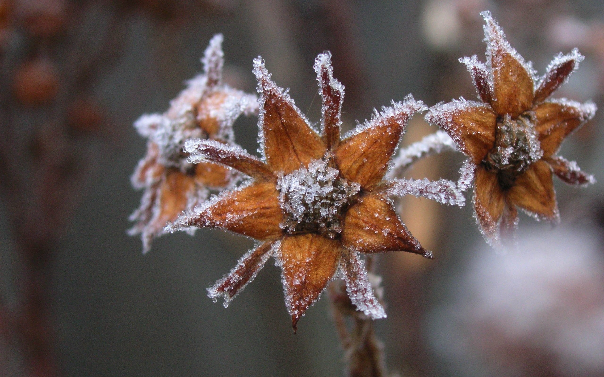 dead plant, Captivity, dry, extreme weather, no people, frozen, day, cold, nature, snow, winter, outdoors, beauty in nature, leaves, cold temperature, plant, HD Wallpaper