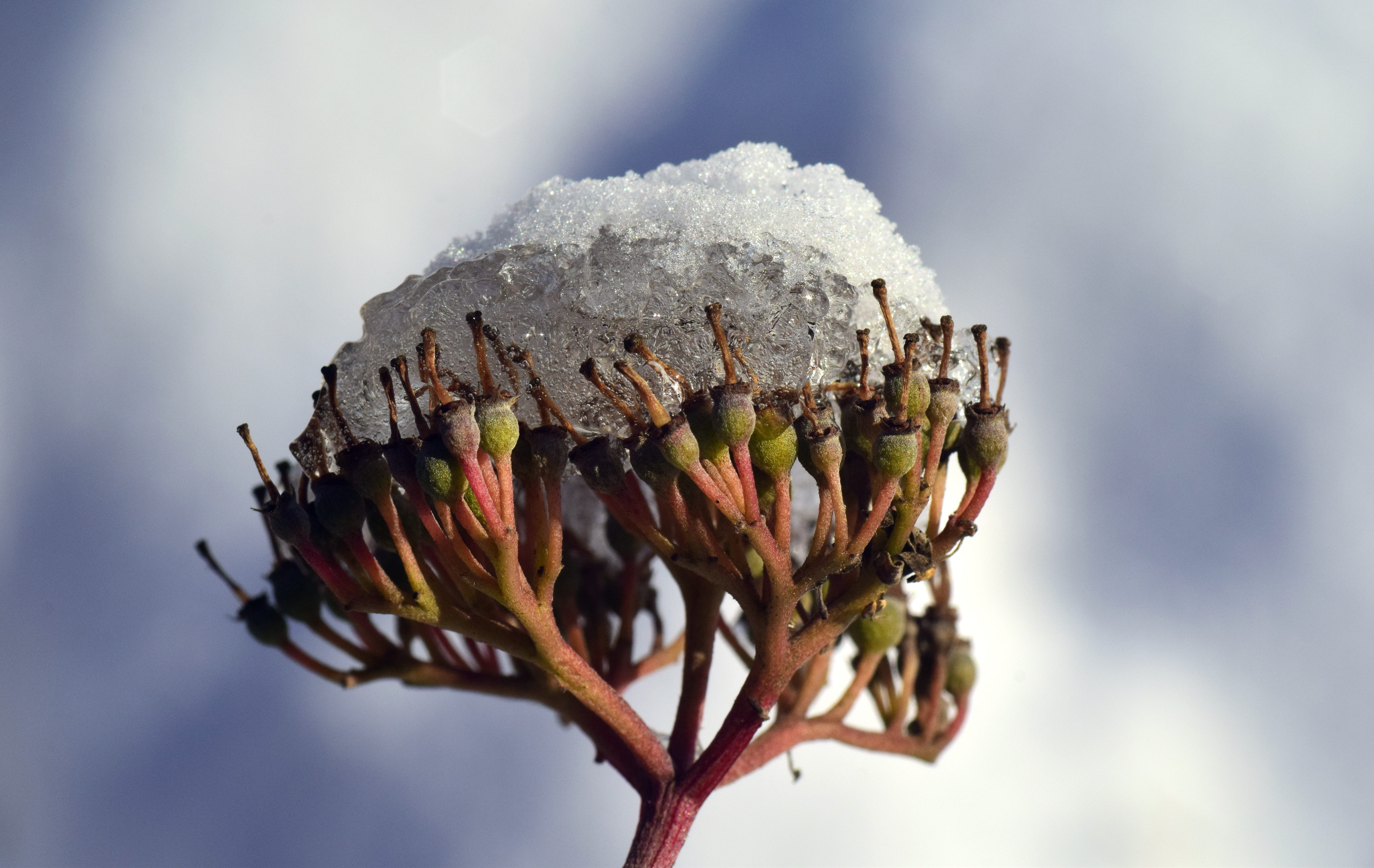 plant, snow, arid, ice, day, seeds, outdoors, single object, dry, flower, sunlight, close-up, focus on foreground, food and drink, clouds, nature, beauty in nature, HD Wallpaper