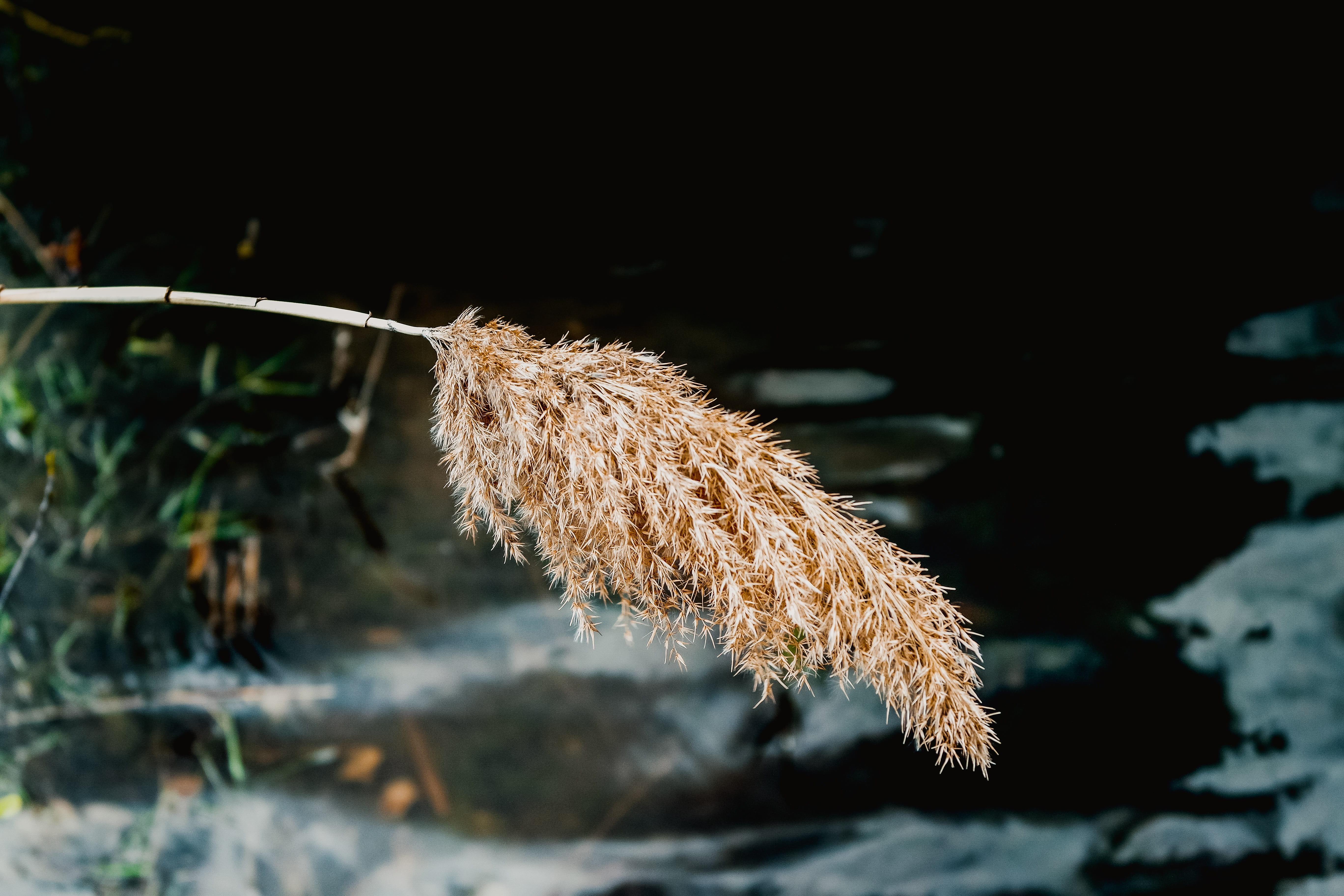 sky, grass, outdoors, outdoor, lake, day, usa, tree, beauty in nature, fragility, water, 5K, tranquil, close-up, instagram, michigan, reflection, growth, HD Wallpaper