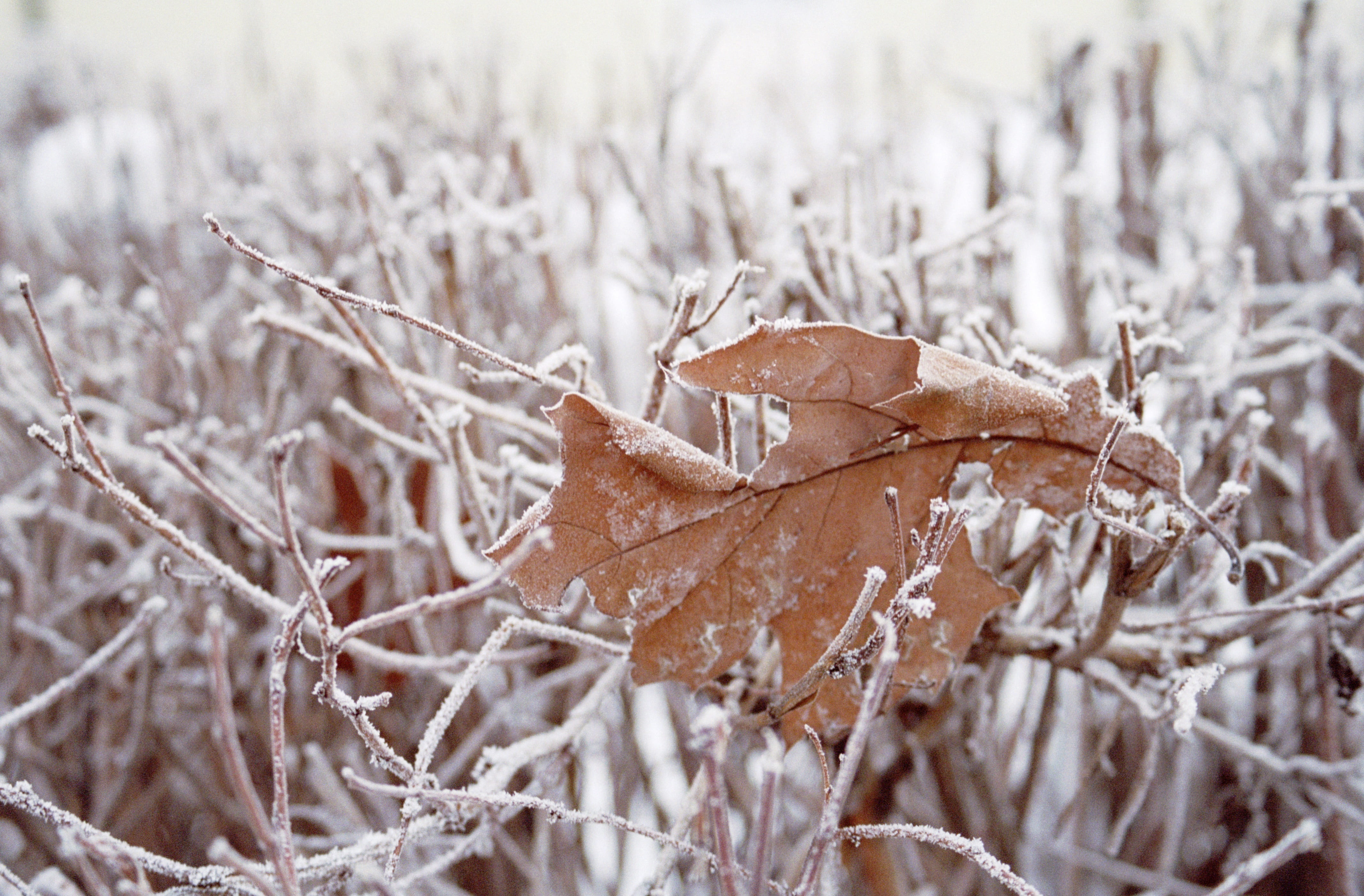 land, close-up, brown, outdoors, leaf, tree, 4K, cold, dry, ice, selective focus, snow, snowing, day, plant stem, nature, winter, dead plant, focus on foreground, HD Wallpaper