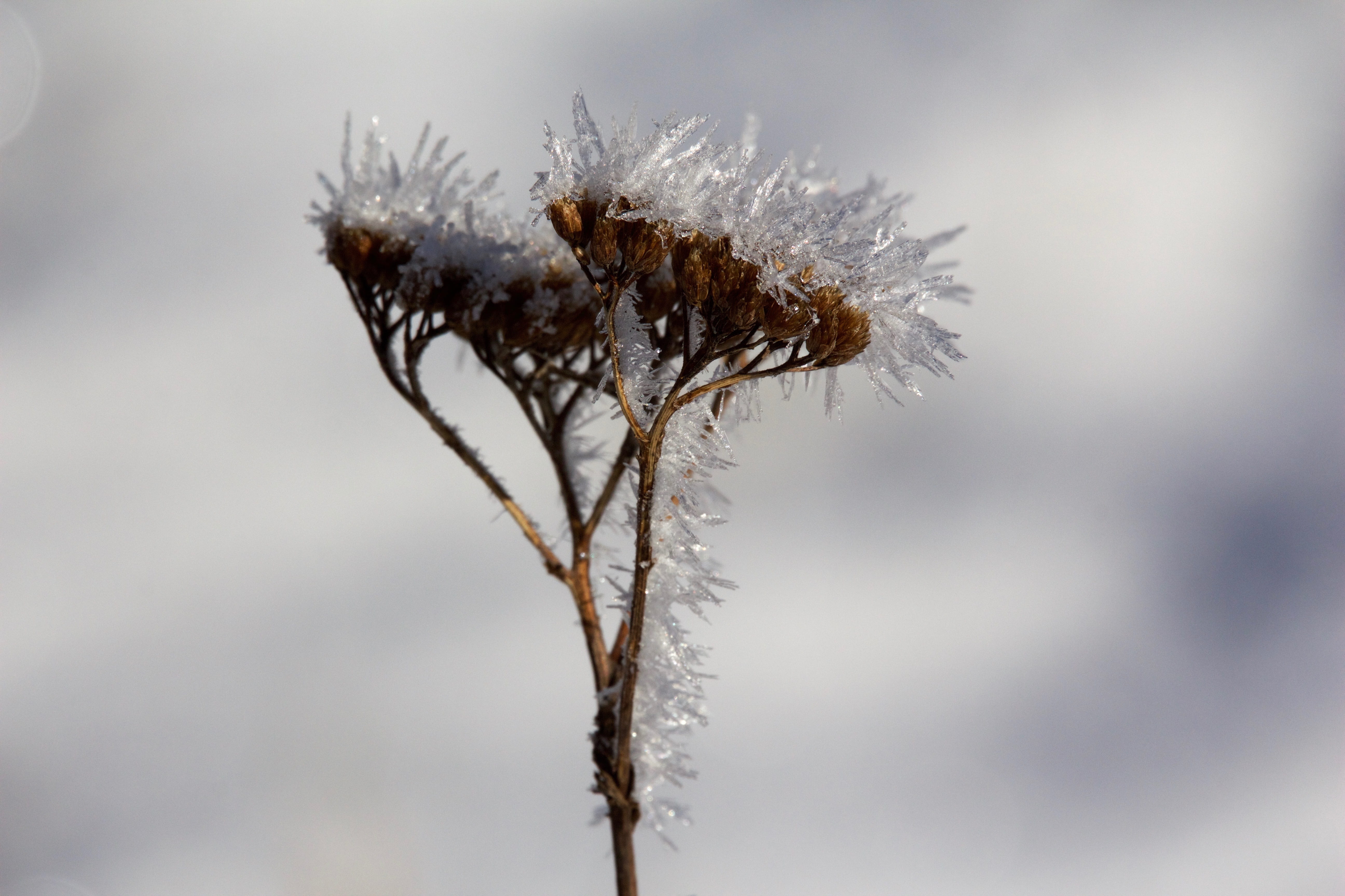 ice crystal, beauty in nature, vulnerability, grass, outdoors, focus on foreground, day, blizzard, frozen, wilted plant, dry, snowing, 5K, dried plant, HD Wallpaper