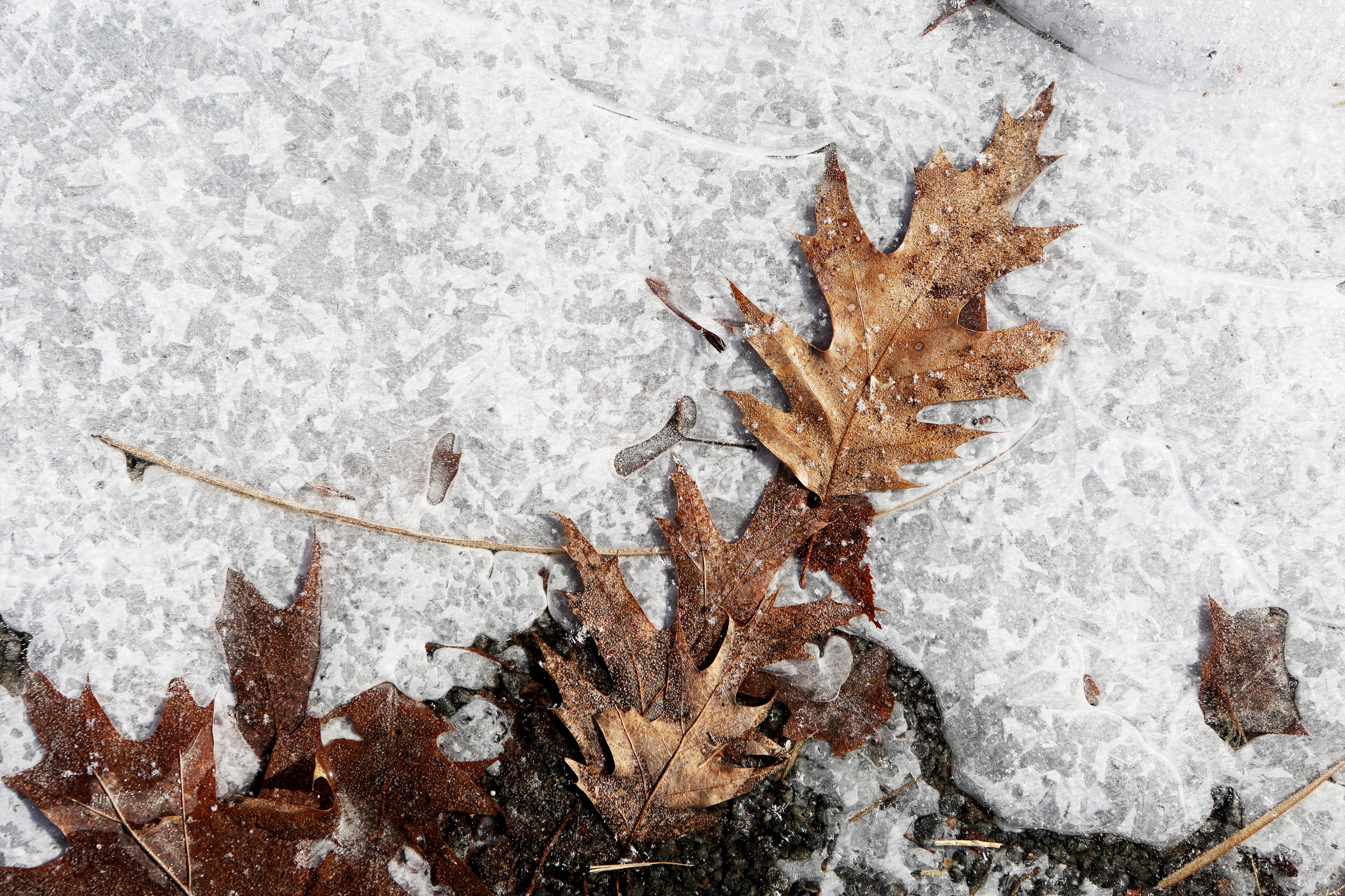 nature, leaf, autumn, white color, powder snow, day, no people, brown, outdoors, leaves, cold temperature, snowcapped mountain, blizzard, maple, backgrounds, HD Wallpaper