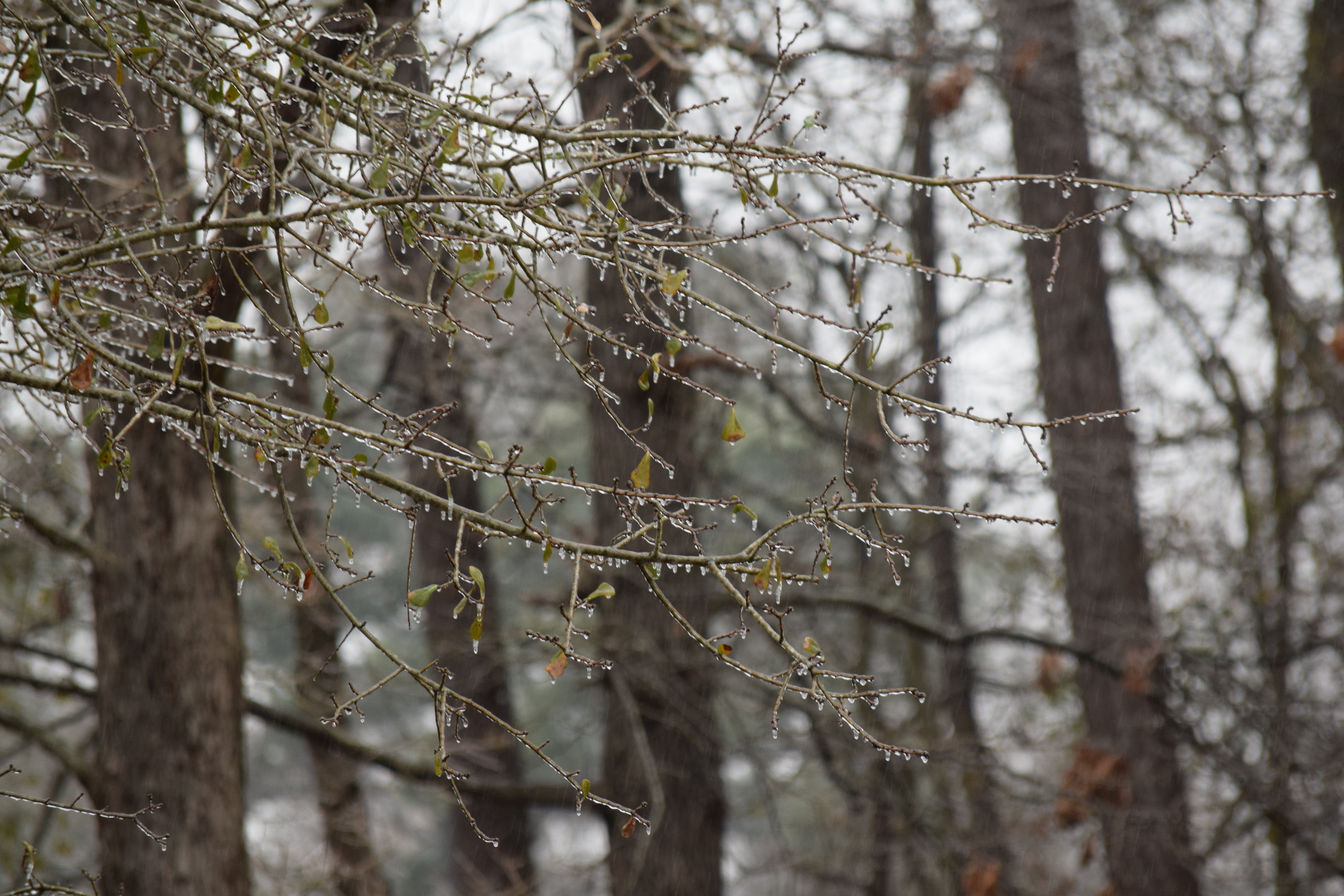 frozen branches, plant, day, weather, beauty in nature, pine woodland, covered, tranquility, land, frozen leaves, outdoors, climate, nature, woodland, natural, HD Wallpaper