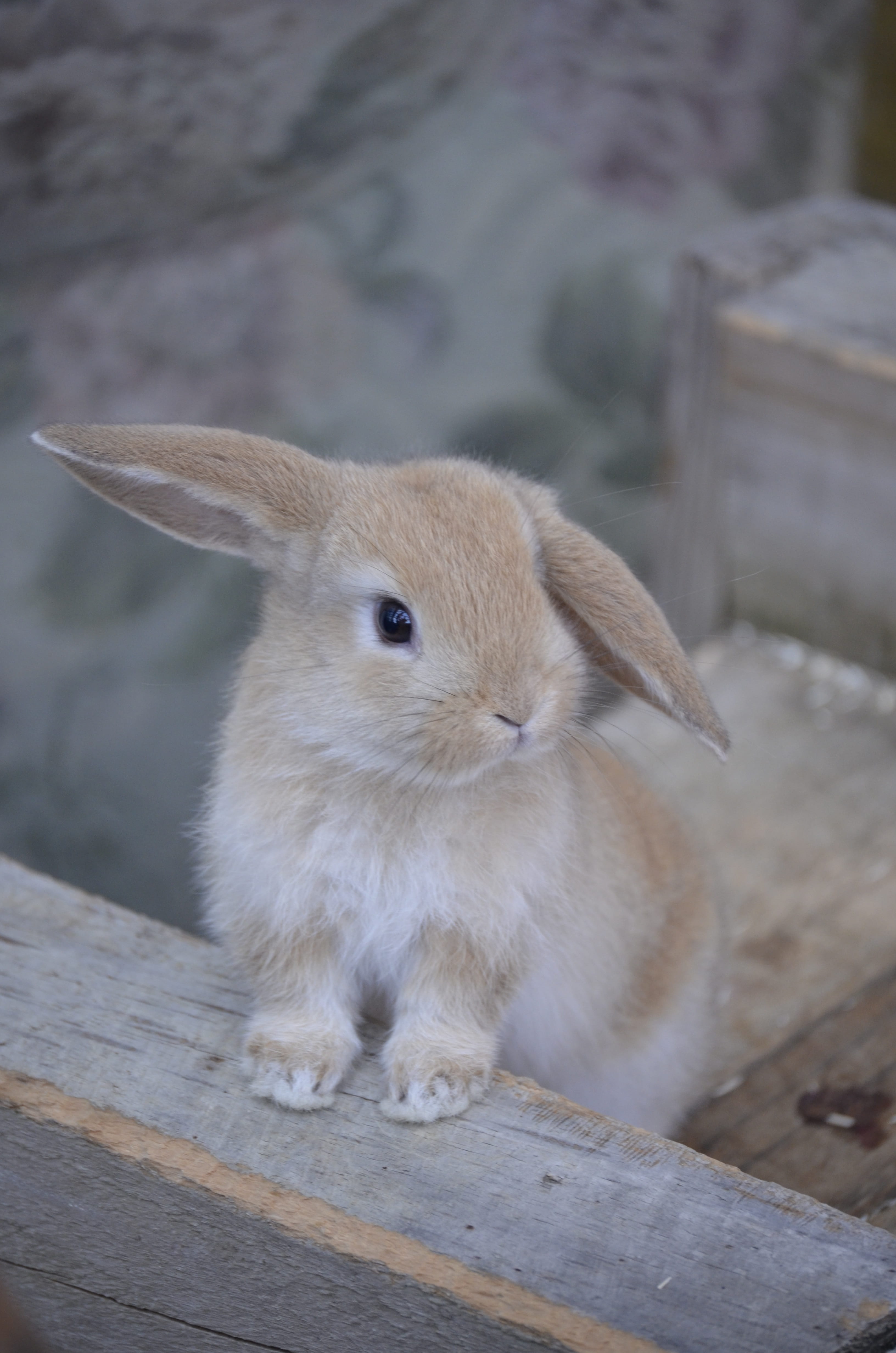 rabbit - animal, domestic, animals in the wild, dwarf aries, mammal, outdoors, 4K, no people, animal wildlife, golden bunny, nature, wood - material, domestic animals, Phone HD Wallpaper
