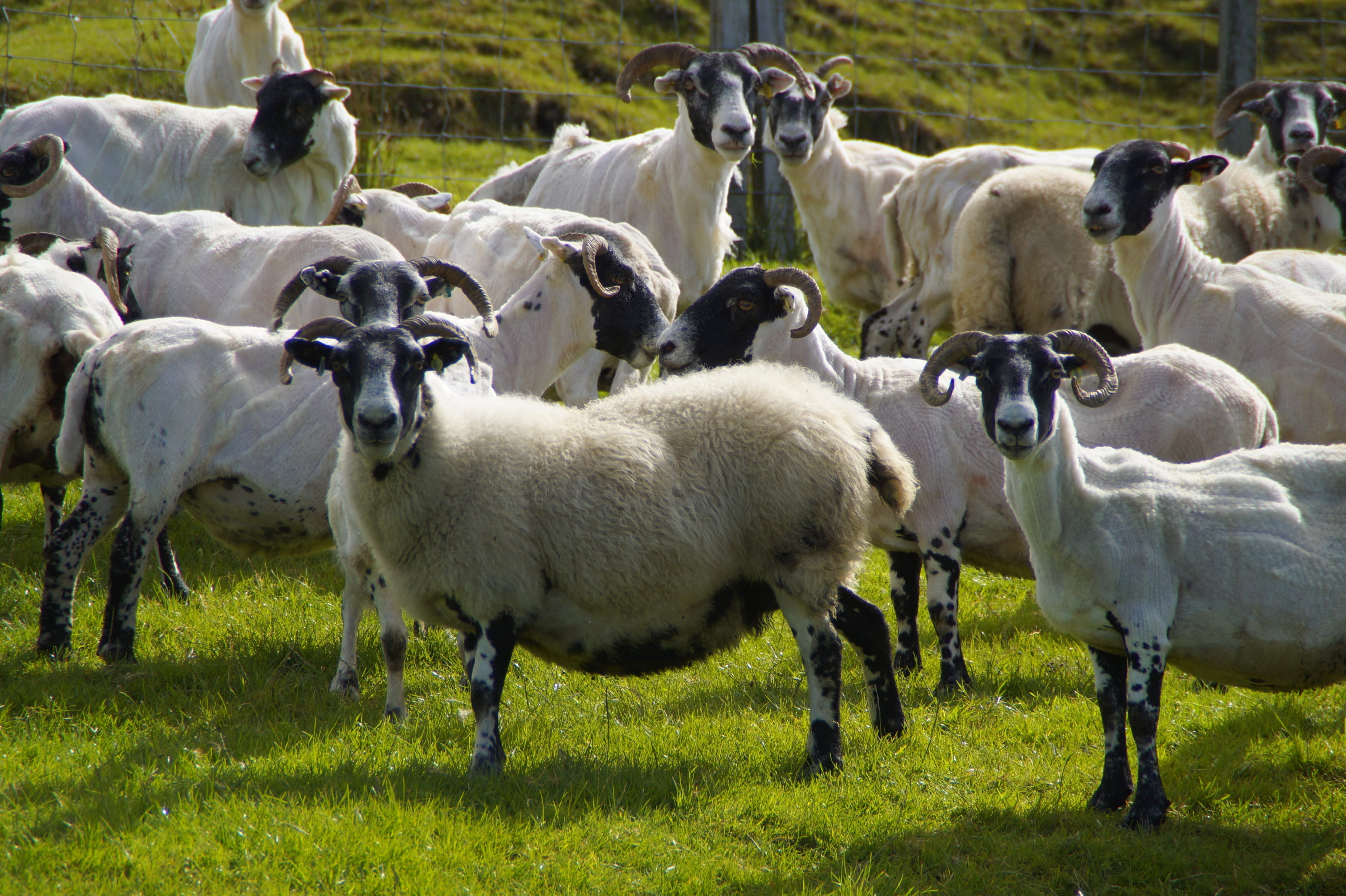 day, aries, vertebrate, shorn, livestock, mammal, schur, shearing, wool, standing, domestic animals, group of animals, animal, nature, large group of animals, HD Wallpaper