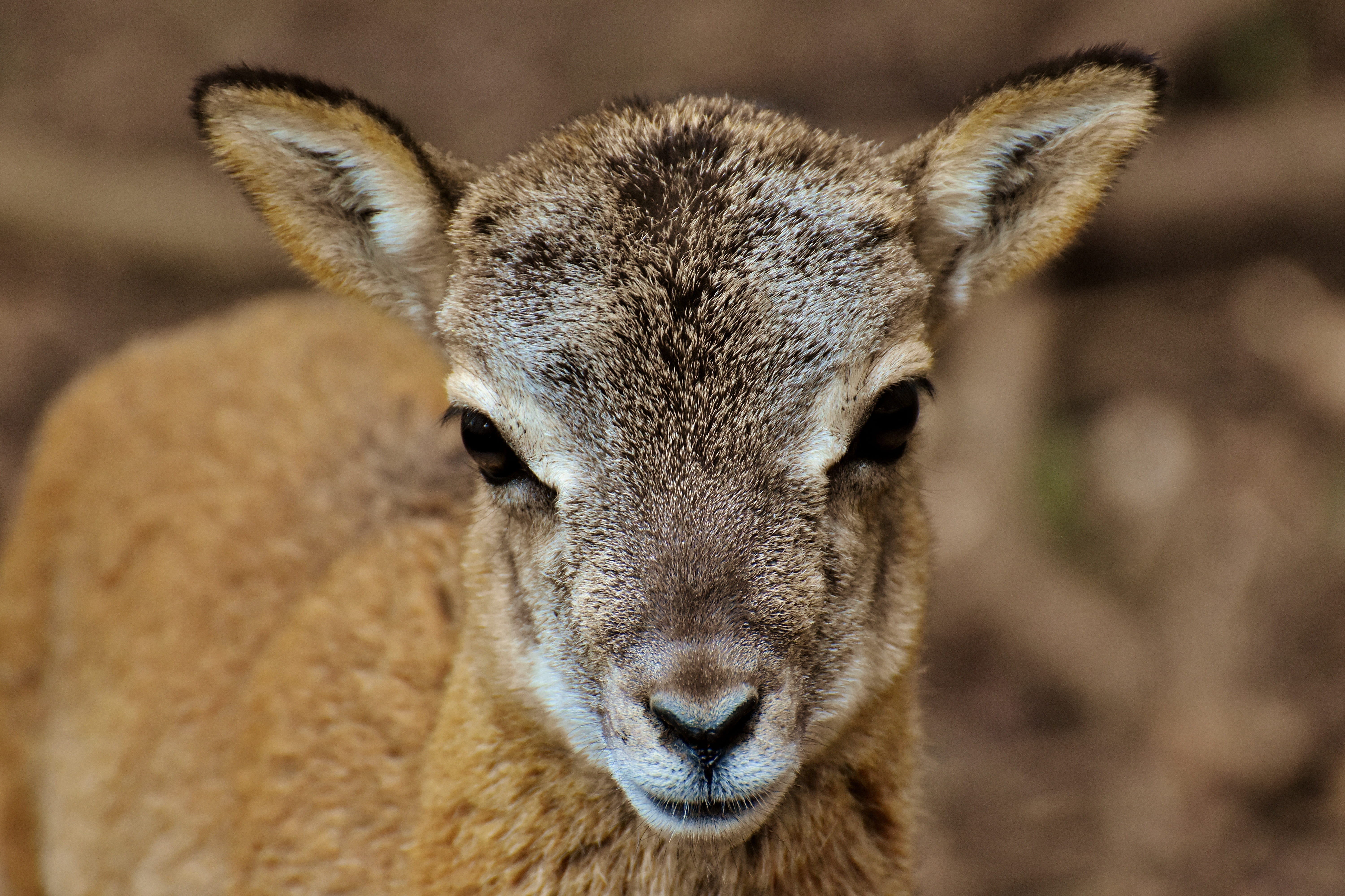 close-up, focus on foreground, one animal, paarhufer, wild animal, mammal, animal wildlife, horned, snout, domestic animals, deer, looking at camera, day, HD Wallpaper