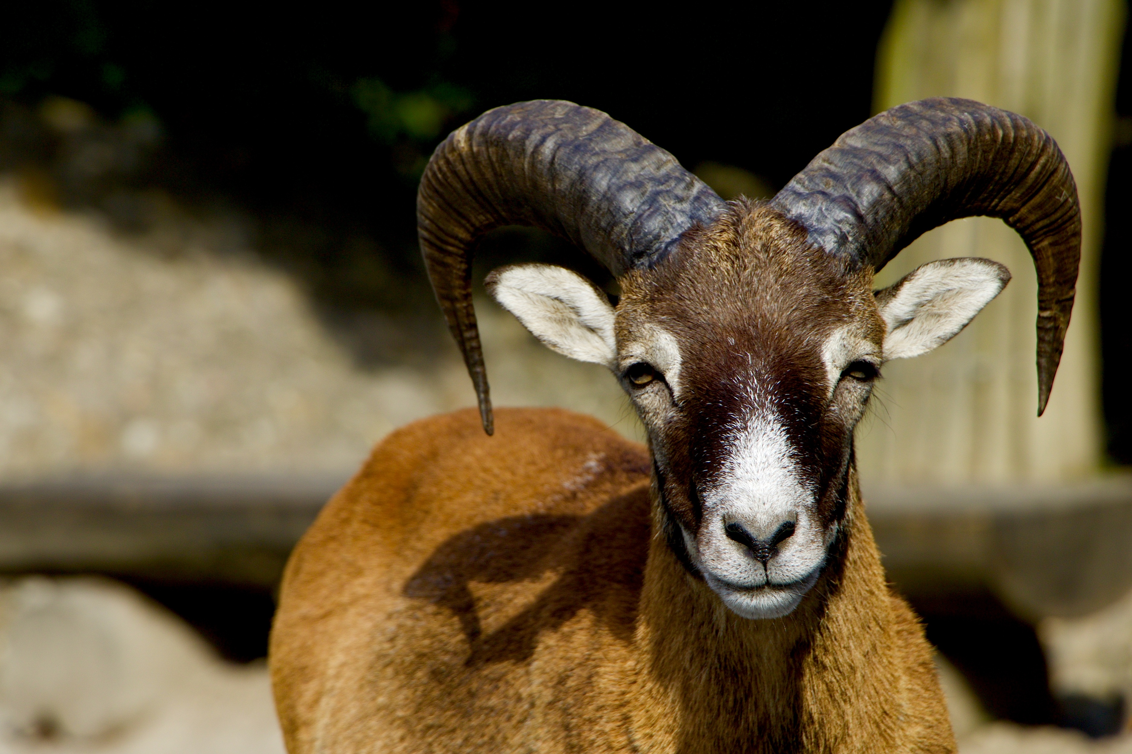 vertebrate, livestock, 2K, close-up, mouflon, horned, day, animal body part, domestic animals, animal nose, mammal, animal, mountain animals, goat, looking at camera, HD Wallpaper