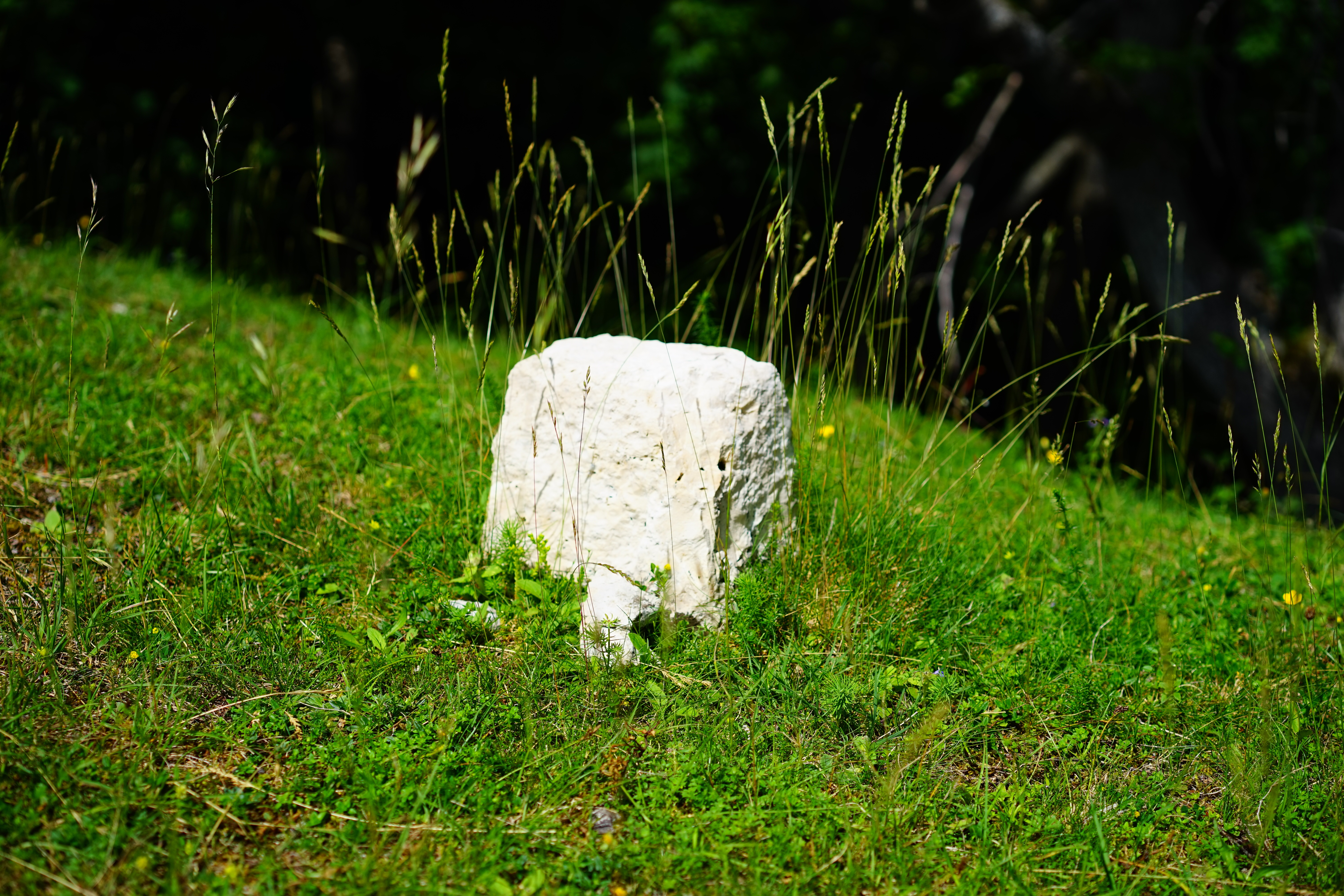 animal themes, outdoors, land, white, limestone, boundary issues, milestone, field, eckpunkt, growth, animal skull, beauty in nature, green color, field limit, HD Wallpaper