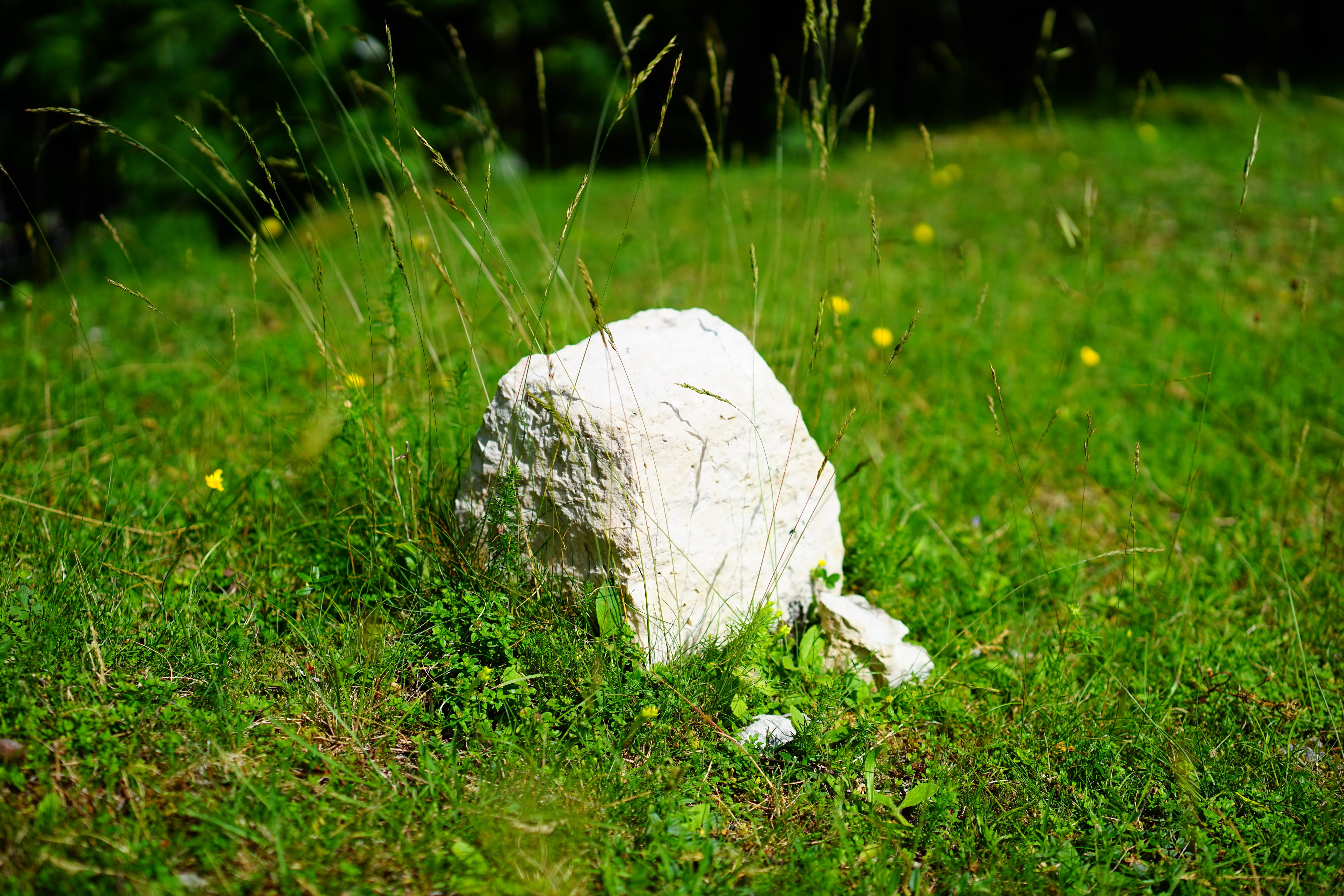 boundary issues, beauty in nature, plant, 5K, knick point, eckpunkt, green color, cross mark, spell stone, selective focus, solid, stone, white, border, HD Wallpaper