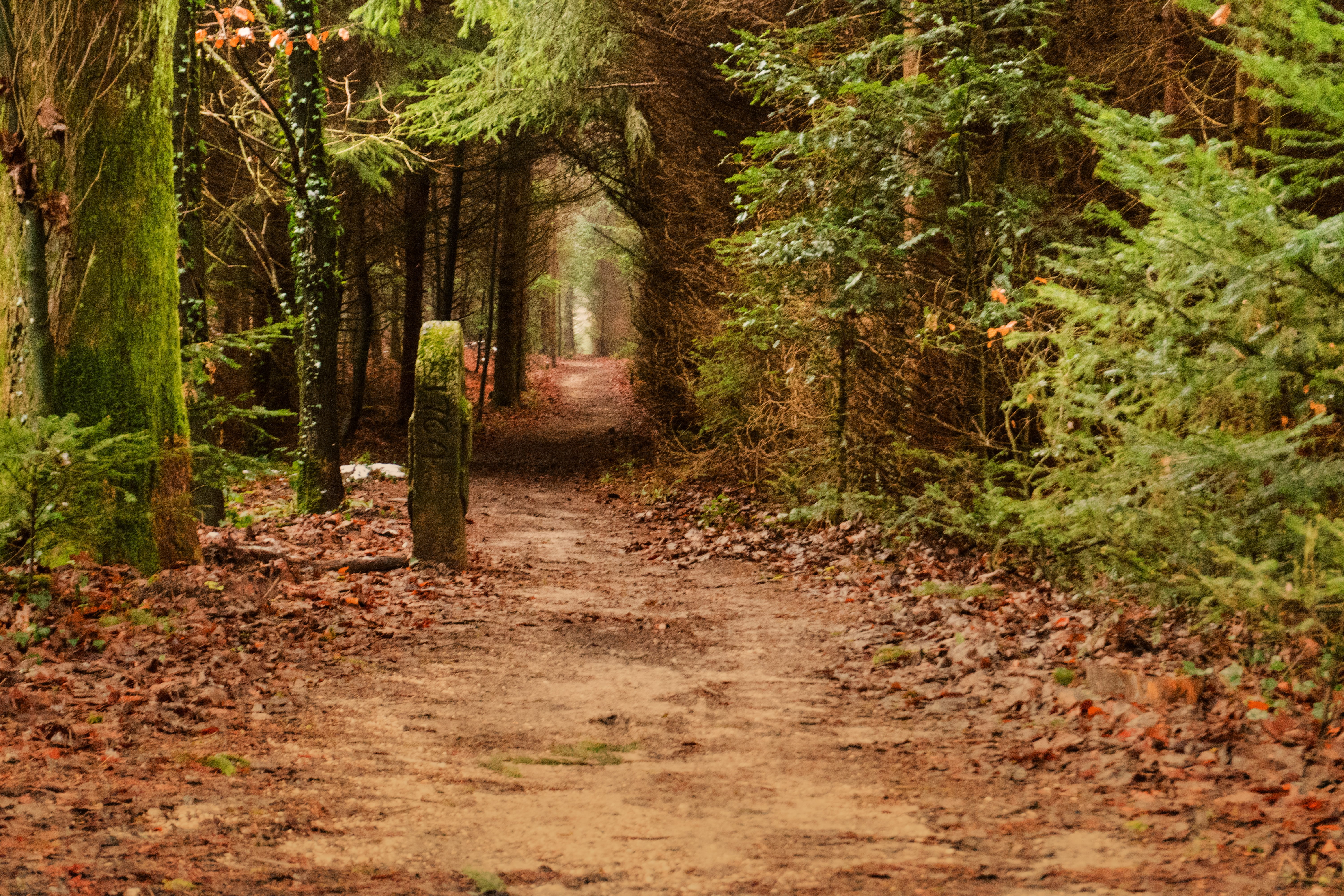 avenue, parcel boundary, direction, forest, trunk, tranquility, mood, day, the way forward, land, spell stone, leaves, change, green, footpath, leaf, border crossing point, HD Wallpaper