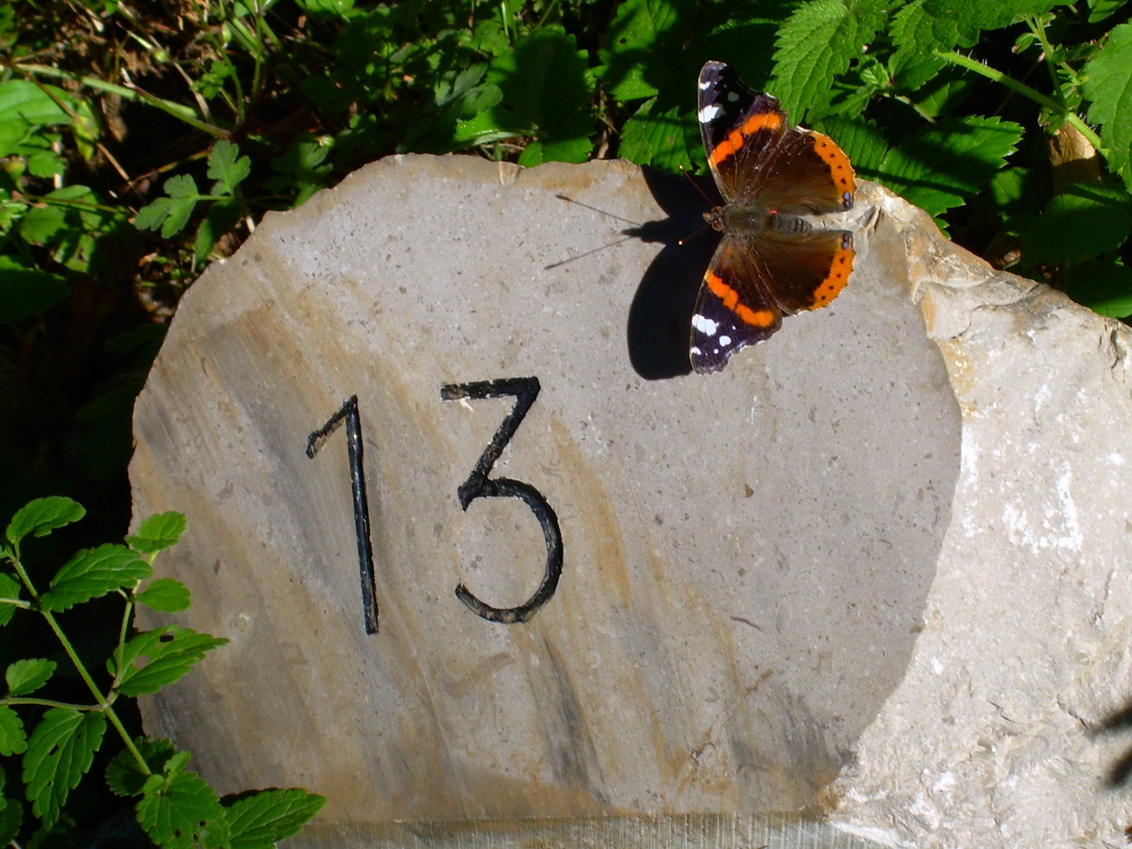 thirteen, close-up, no people, butterfly - insect, solid, environment, season, animal wildlife, focus on foreground, nature, summer, animal, leaf, one animal, HD Wallpaper