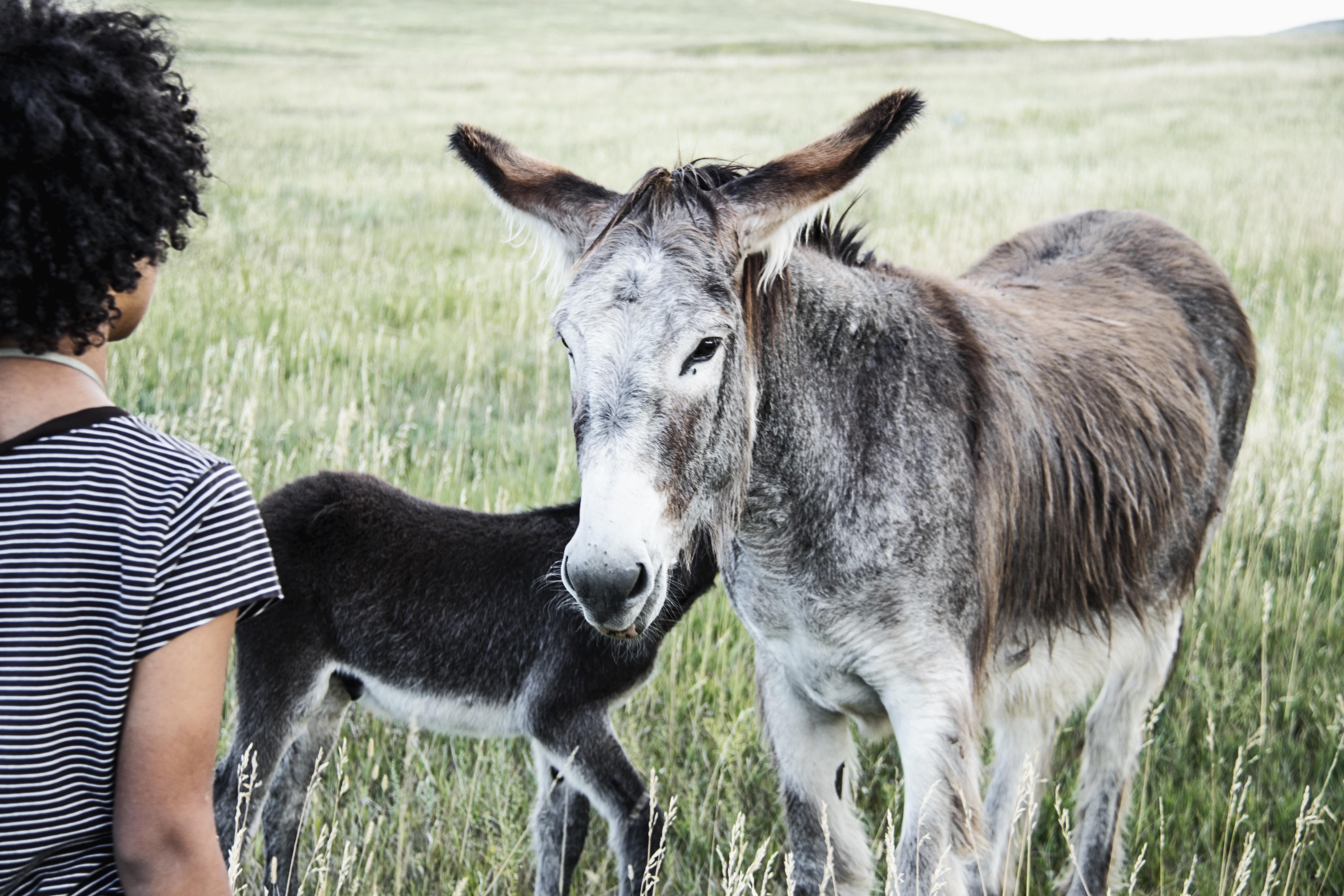 vertebrate, land, standing, baby, girl, plant, grass, two animals, united states, connection, donkey, domestic animals, custer state park, outdoors, working animal, HD Wallpaper