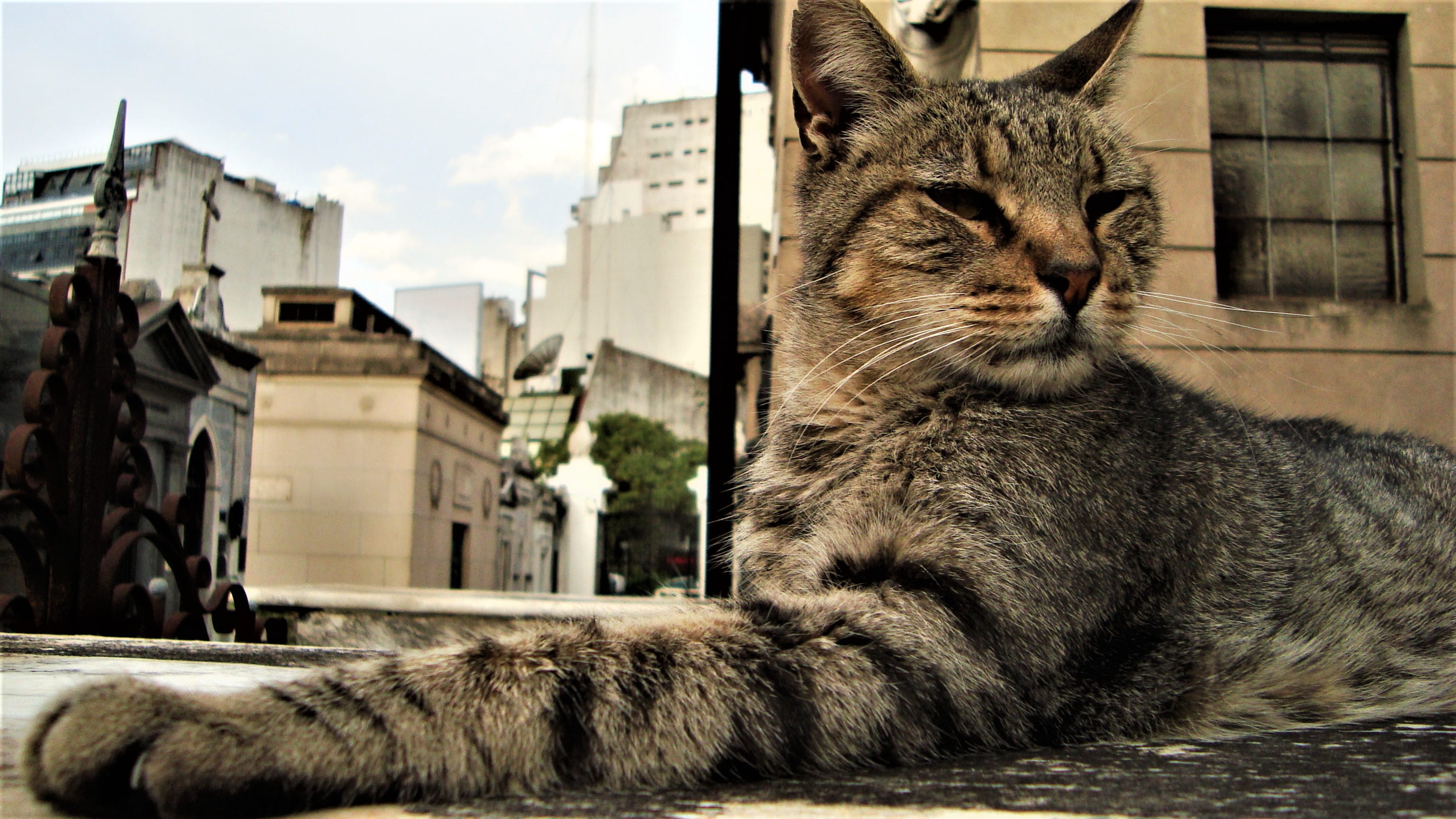 gatito, coat, close-up, suave, kaitjie, domestic, cat, animal, kat, hair, city, cementerio de la recoleta, day, architecture, fur, pets, whiskers, focus on foreground, HD Wallpaper