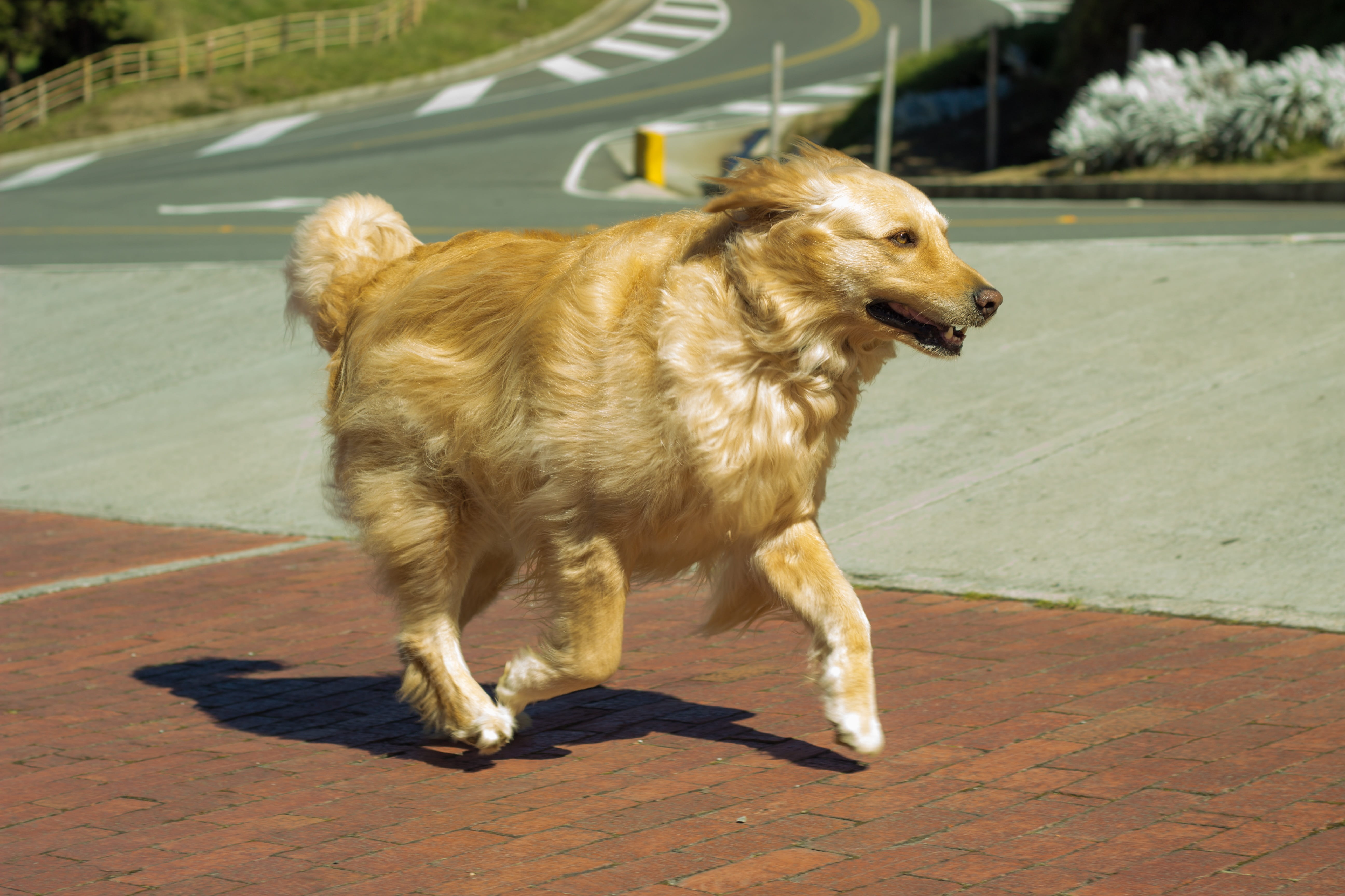 canine, pets, sidewalk, Retriever, one animal, street, animal themes, vertebrate, dog, day, Perro, looking, footpath, animal, looking away, outdoors, road, HD Wallpaper