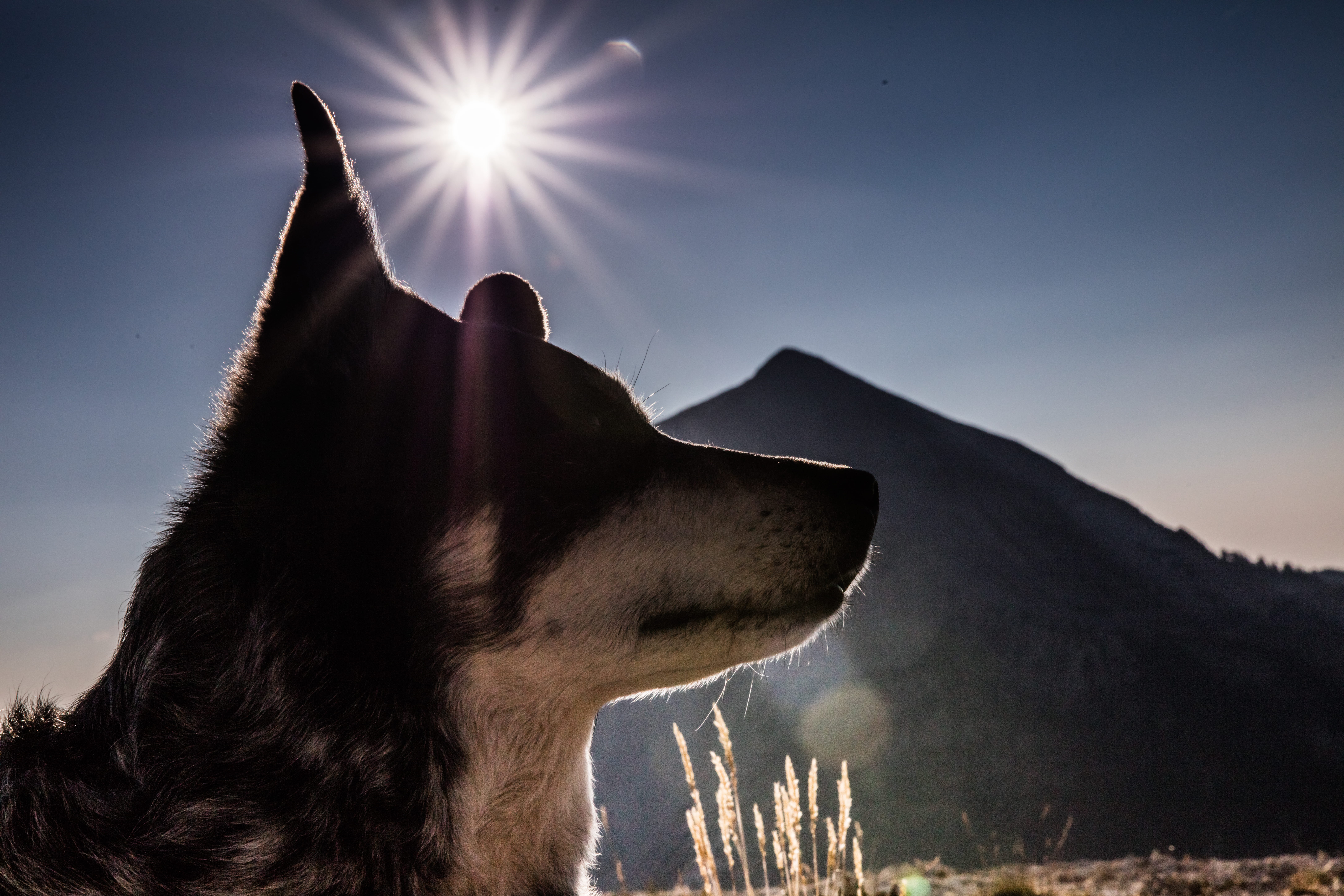 outdoors, k9, animal themes, canine, domestic, dog, animal head, mountain, pets, cattle dog, mouth open, pet, profile view, sunbeam, mammal, one animal, HD Wallpaper