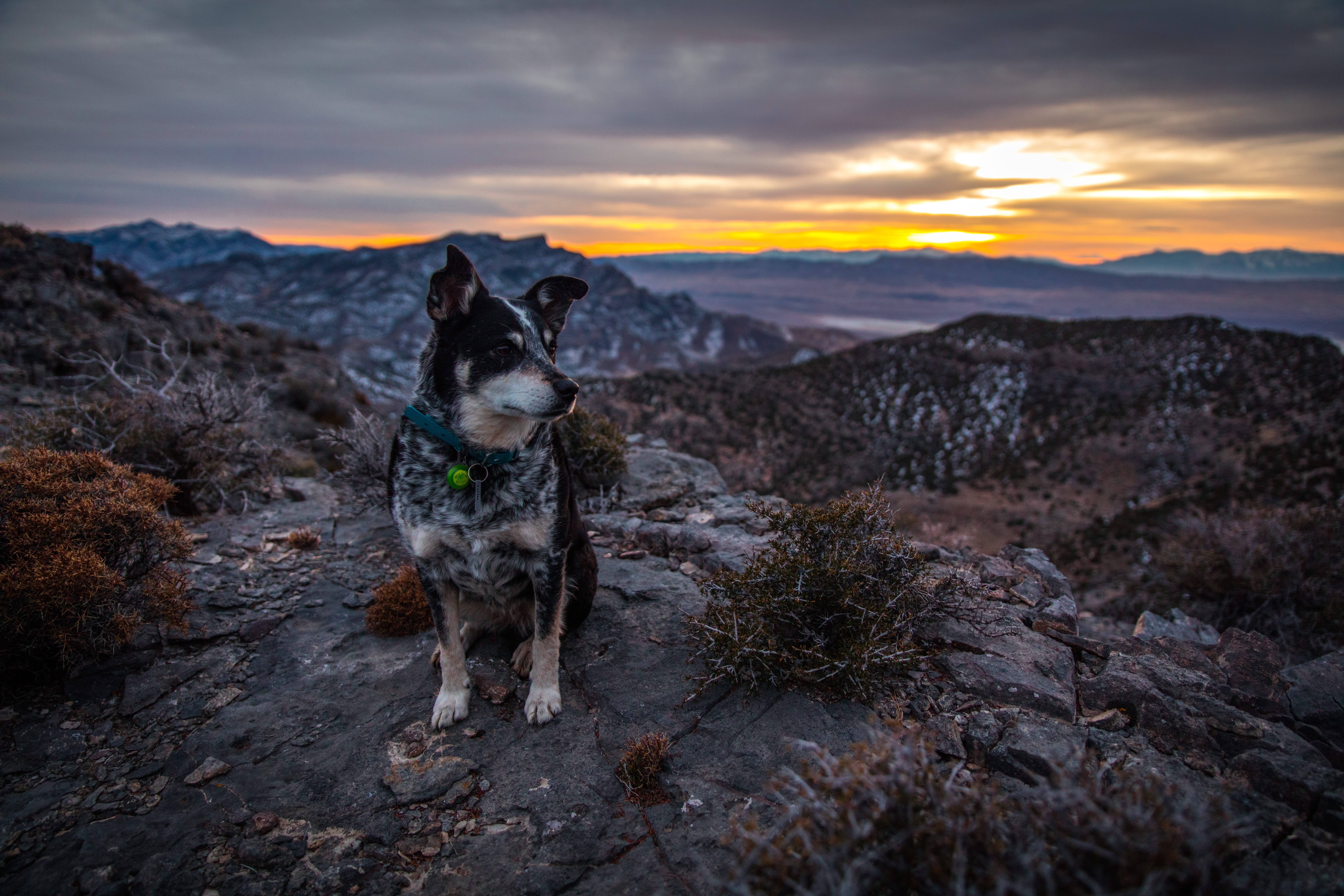 standing, sitting, landscape, full length, nature, domestic, border collie, heeler, no people, 8K, mountain, sunseet, sunset, brown, animal themes, black, HD Wallpaper
