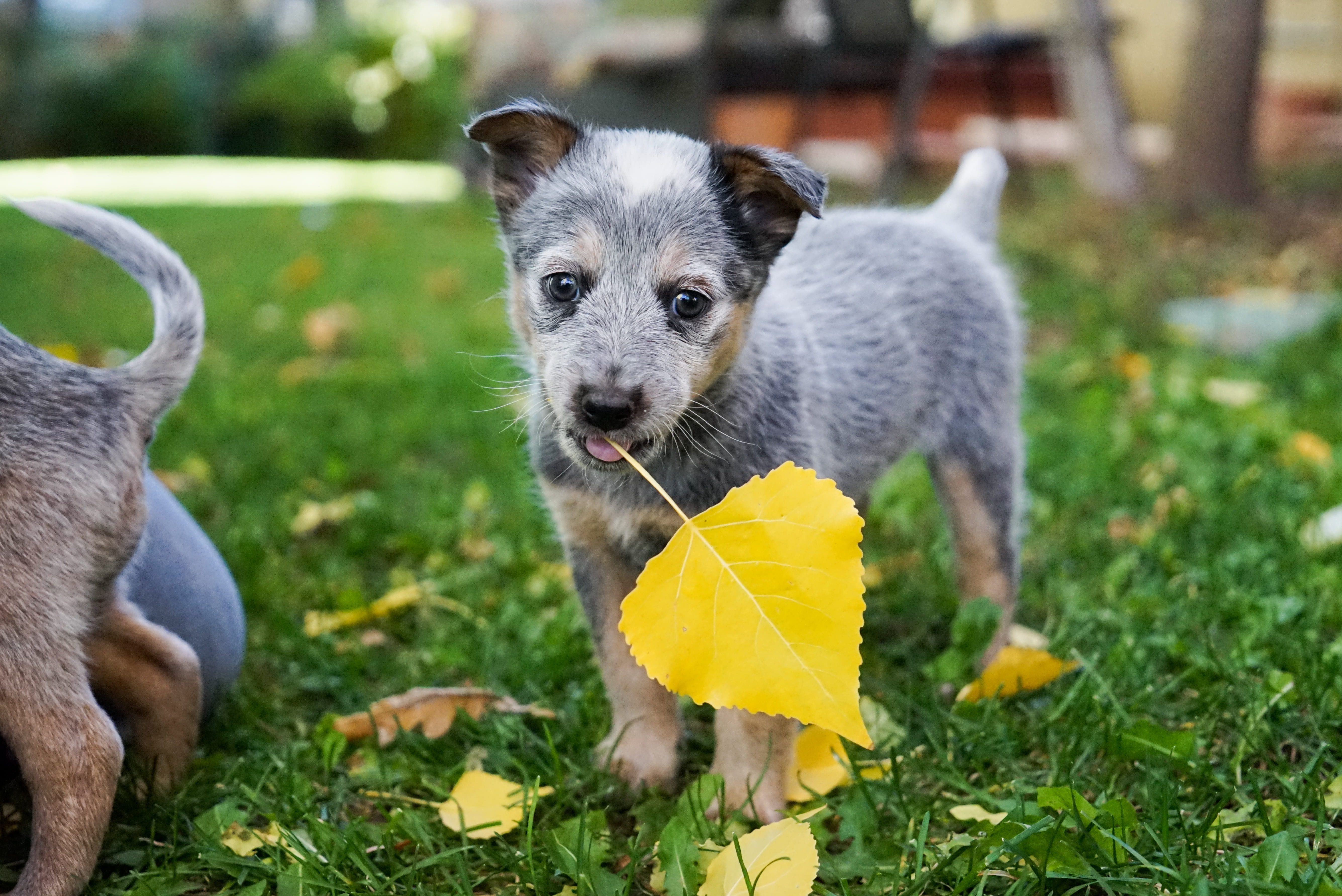 blue heeler, young animal, domestic, portrait, lawn, cute, animal head, grass, grey, fall, mammal, outdoors, 5K, whisker, plant, autumn, one animal, animal themes, HD Wallpaper