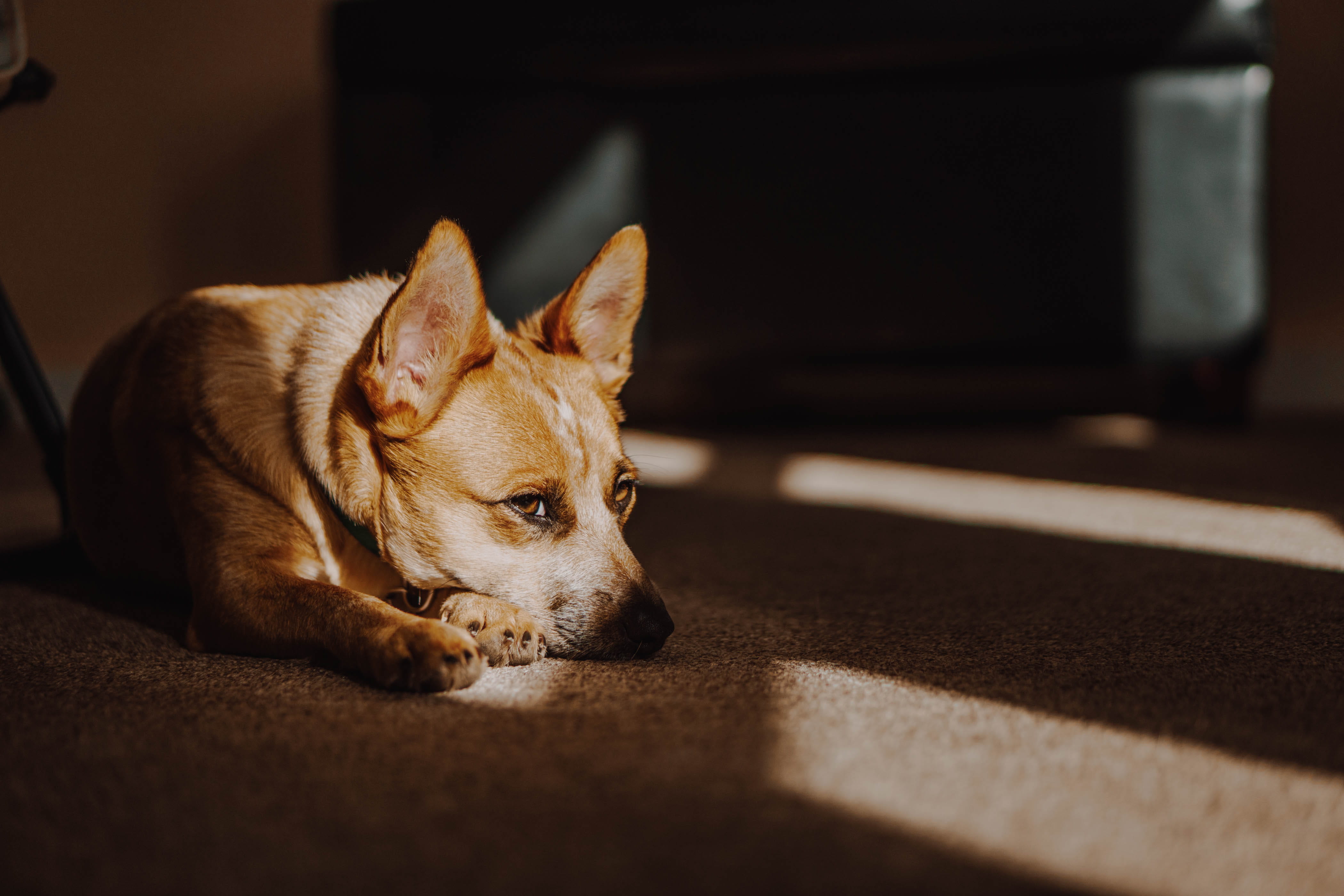 selective focus, domestic, one animal, mammal, wood, looking away, domestic animals, strap, flooring, australian cattle dog, acd, lying down, coated, canine, HD Wallpaper