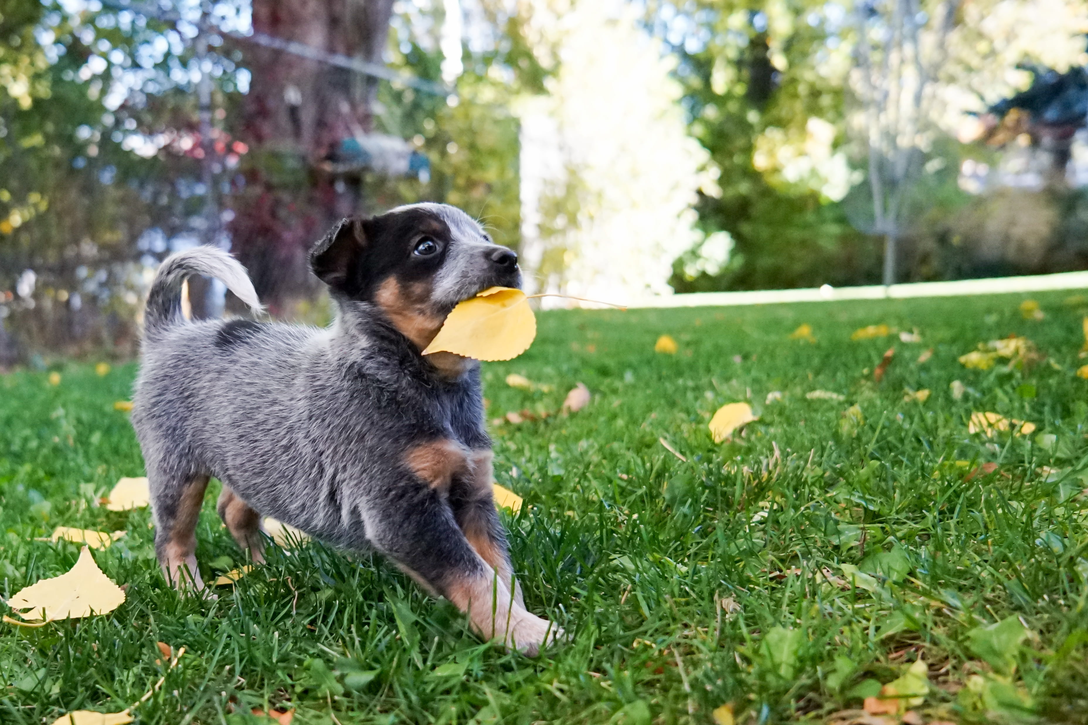 mammal, green color, australian, blue heeler, field, nature, vertebrate, aspen leaf, play, adopt dont buy, dog fostering, canine, puppy, cattle, gray, looking away, HD Wallpaper