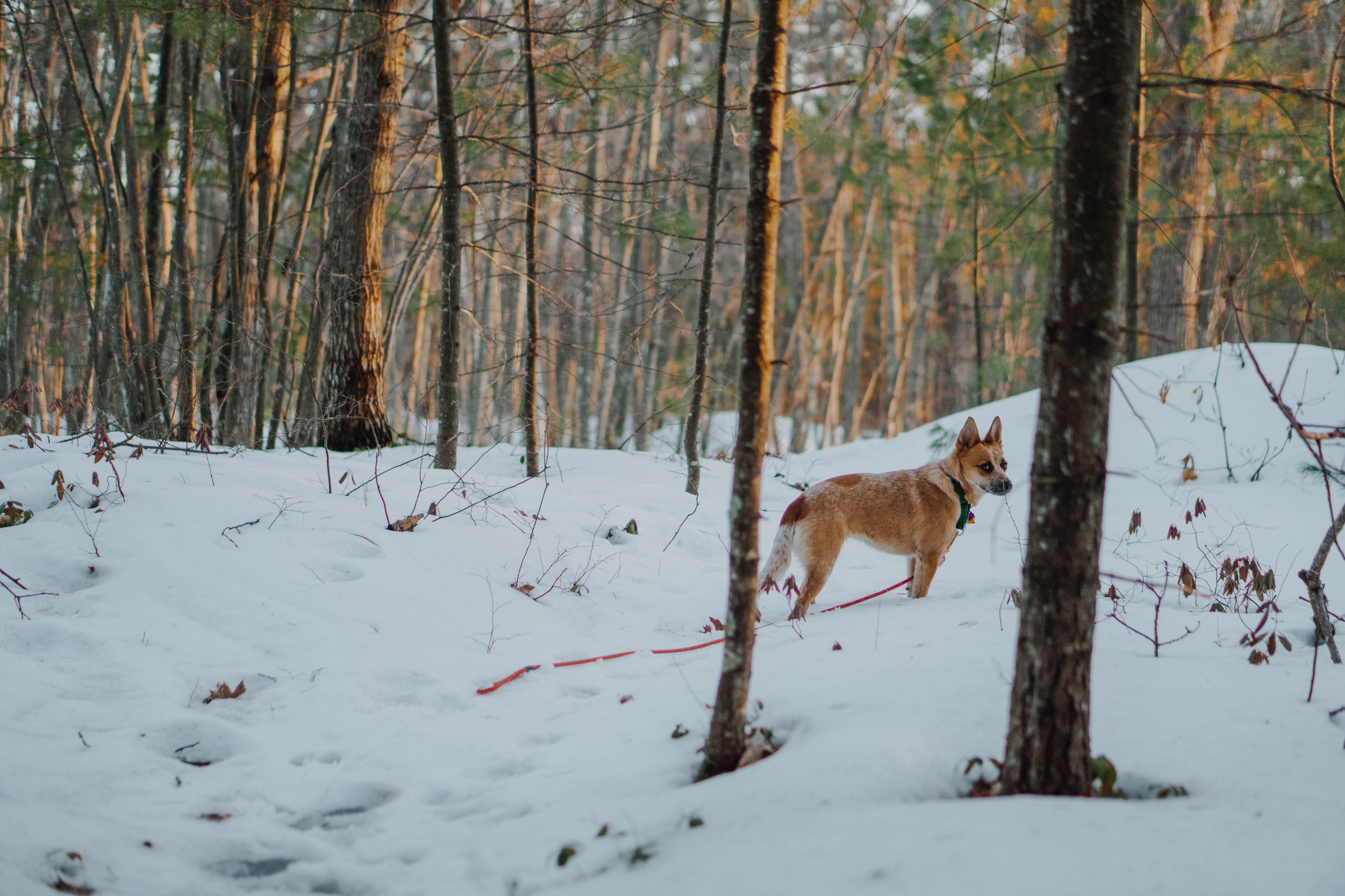 green, leash, domestic, animal, coyote, australian cattle dog, mammal, tan, 4K, red heeler, snow, domestic animals, nature, brown, vertebrate, trees, field, HD Wallpaper