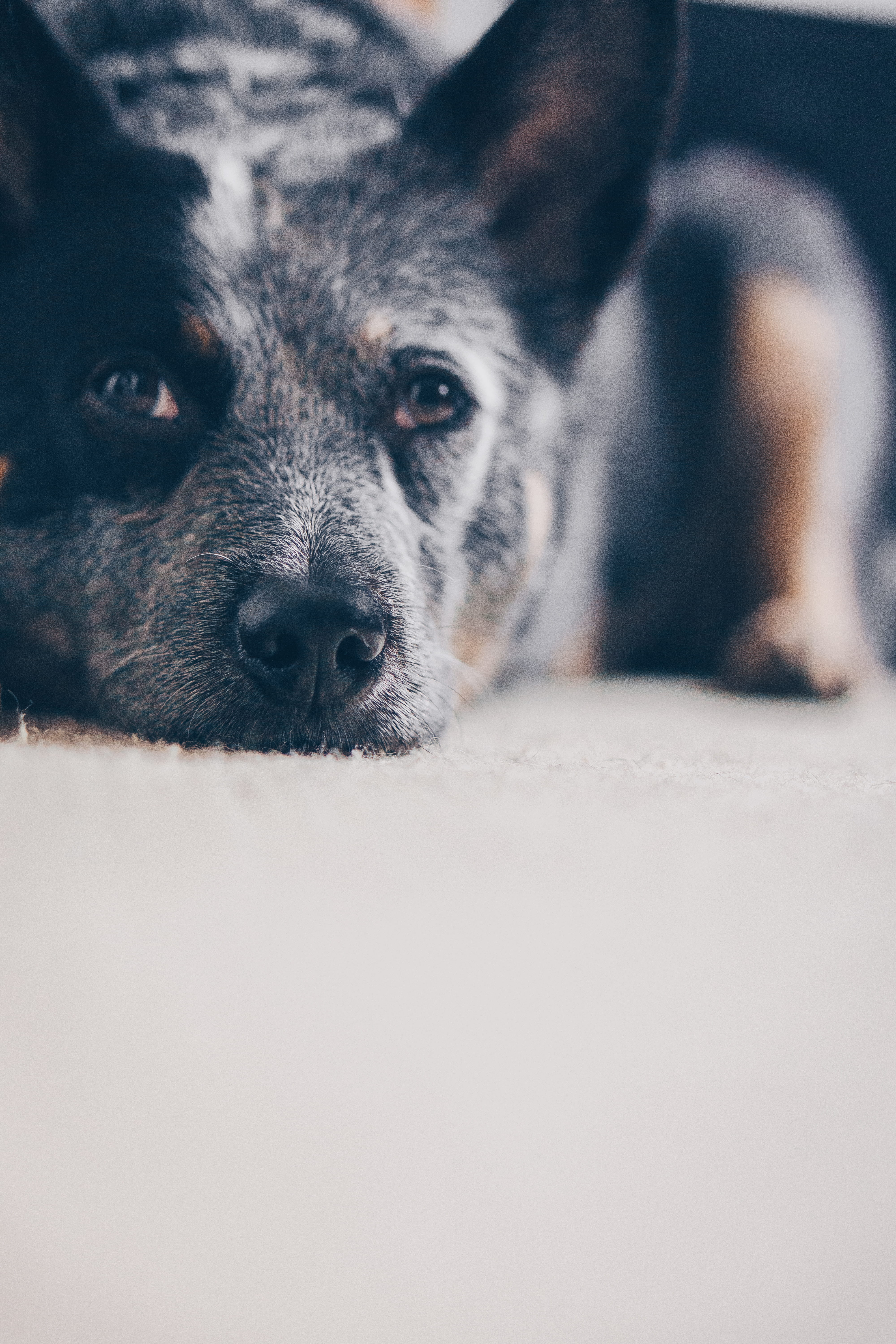 domestic, sleepy dog, dog, blue heeler, puppy, cattle dog, herding dog, dog sleeping, pet dog, pets, canine, acd, dog lying down, indoors, mammal, one animal, Phone HD Wallpaper