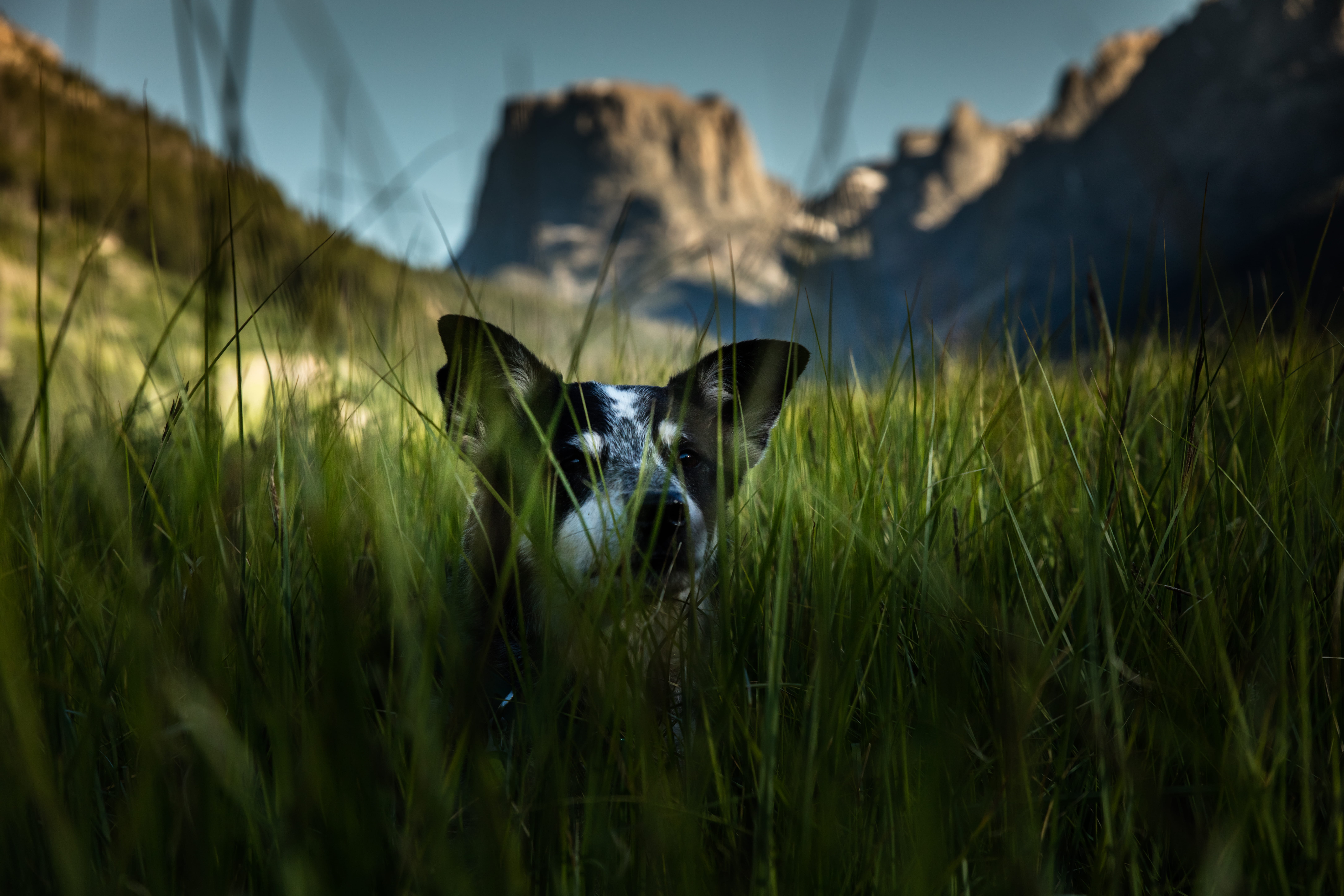 animals And Pets, wildlife, nature, looking, rest, no People, grass, australian shepard, k9, summer, mountain, white, field, outdoors, mammal, patrick hendry, HD Wallpaper
