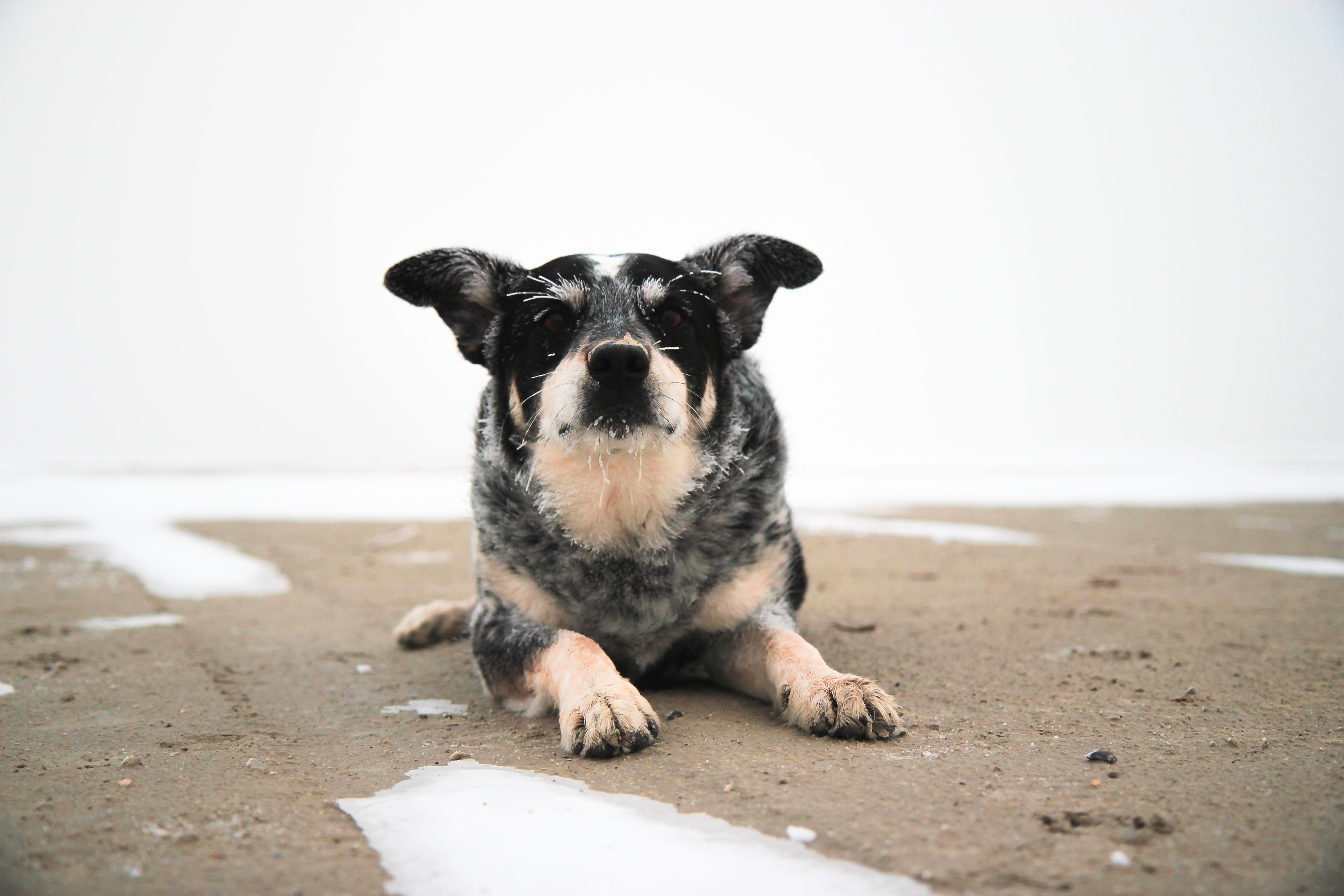 united states, small, people, portrait, mammal, domestic animals, looking at camera, canine, salt flats, 5K, desert, k9, domestic, beach, fog, bonneville salt flats, HD Wallpaper