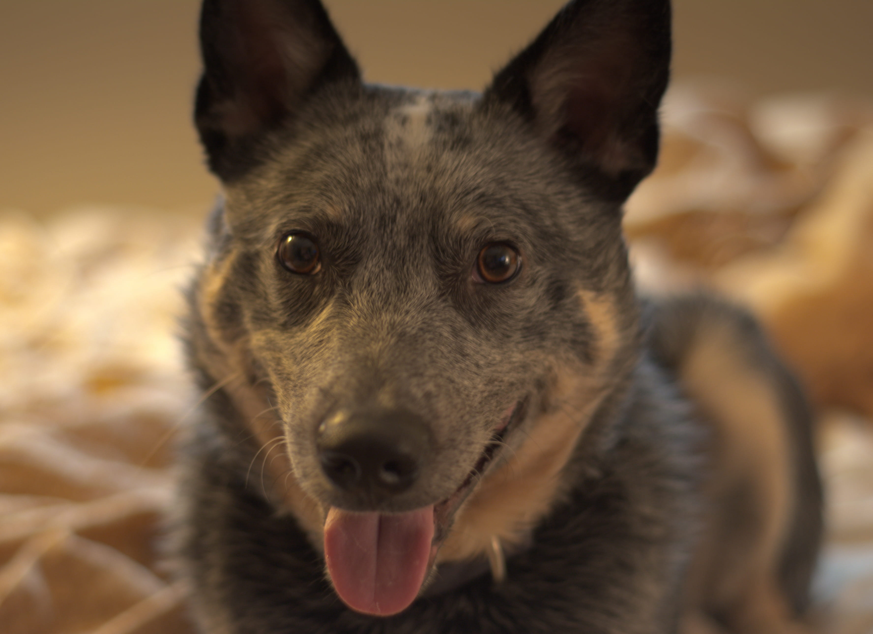 or, no people, canine, beaverton, australian cattle dog, looking at camera, domestic, animal mouth, vertebrate, indoors, whisker, dog, snout, one animal, HD Wallpaper