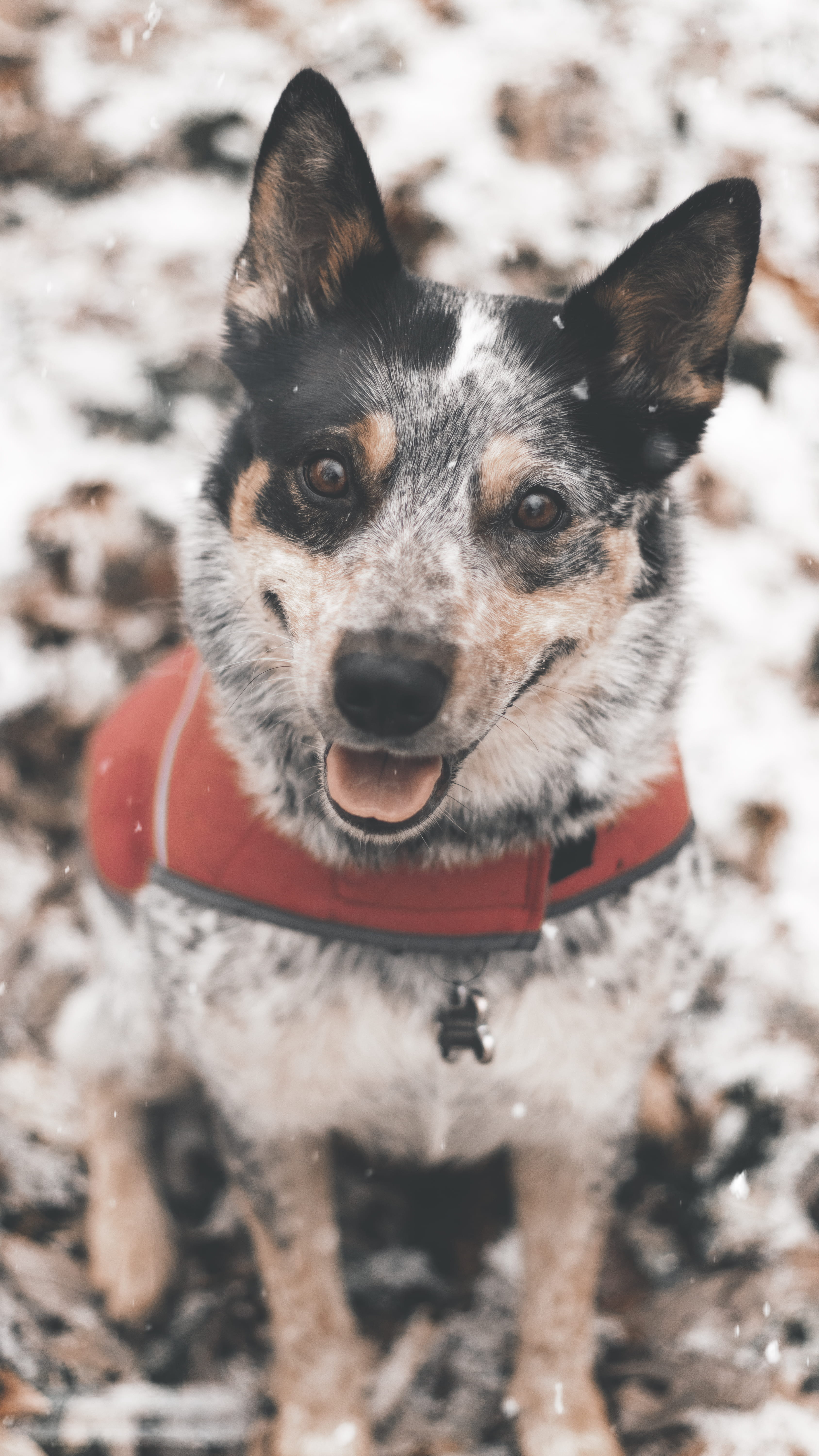 animal, domestic, outdoors, white, canine, mammal, leash, snout, land, field, cattle, small, cute, short, winter, pet, snow, black, strap, animal themes, Phone HD Wallpaper