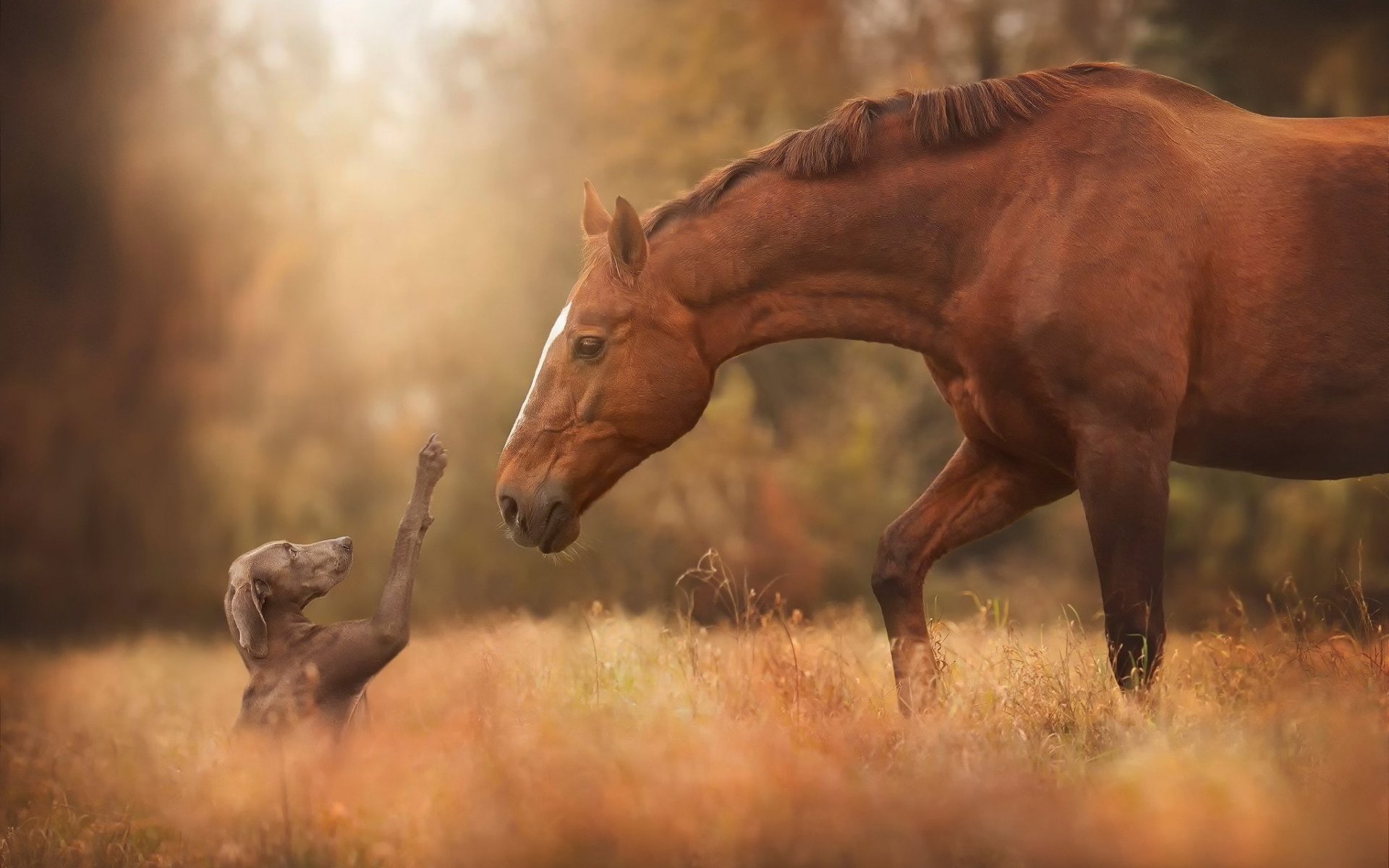 1080P, Dog, Dogs, Weimaraner, Horse, HD Wallpaper