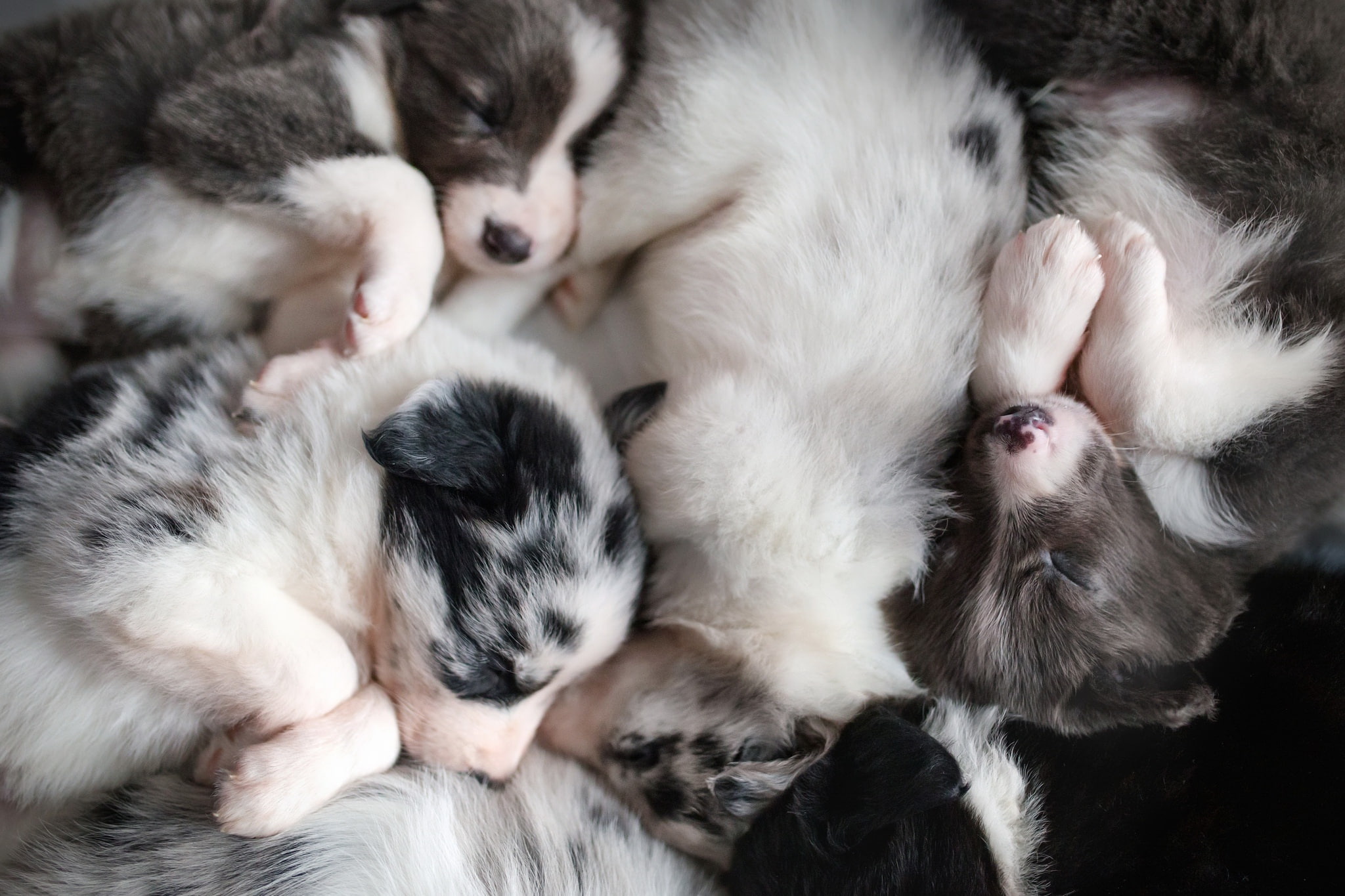 animals, puppies, dog, sleeping, 1080P, baby animals, HD Wallpaper