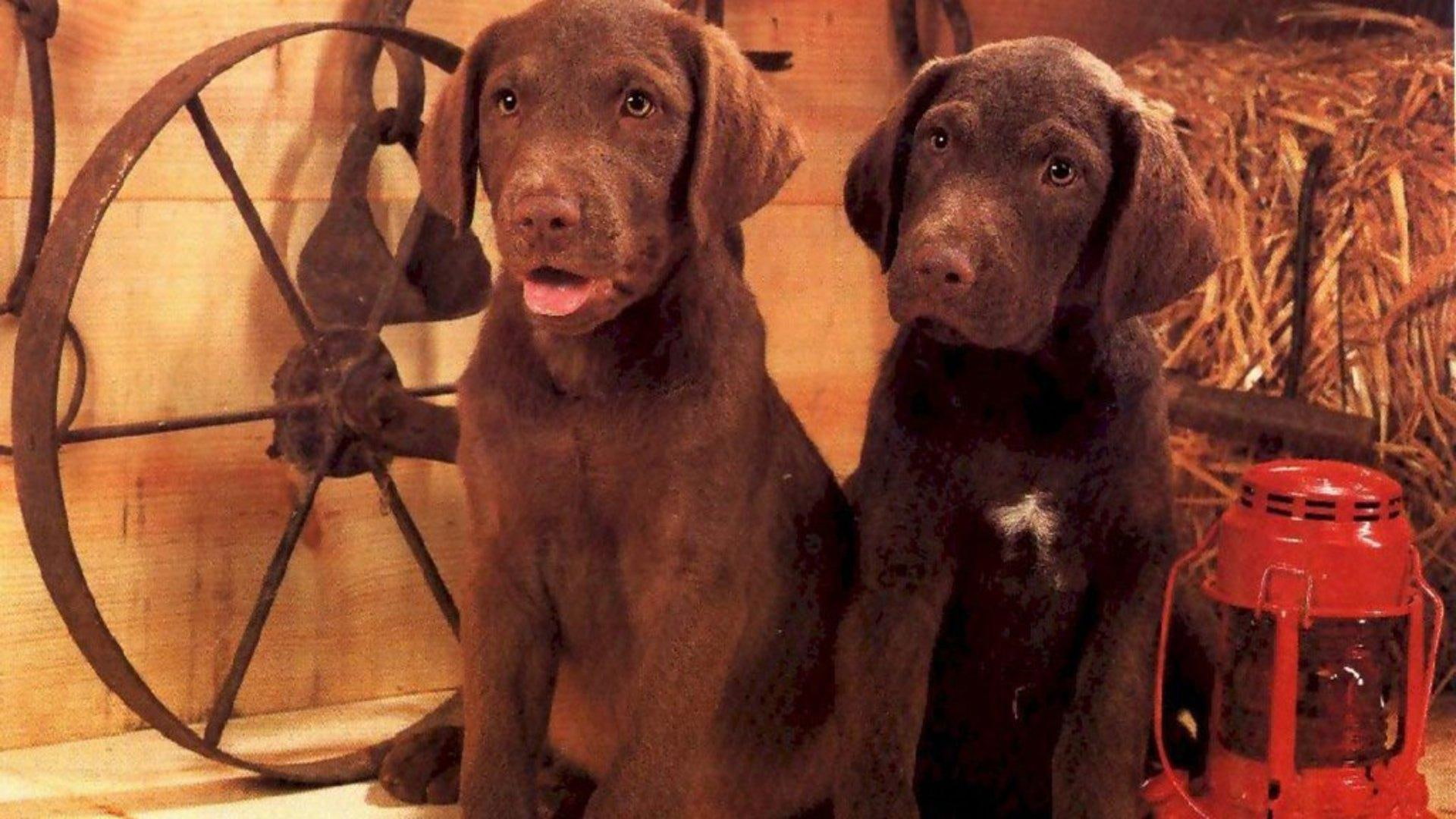 nature, puppies, dogs, 1080P, labradors, chocolate, brown, chocolate labradors, pets, black, labs, golden labradors, two, animals, cute animals, HD Wallpaper