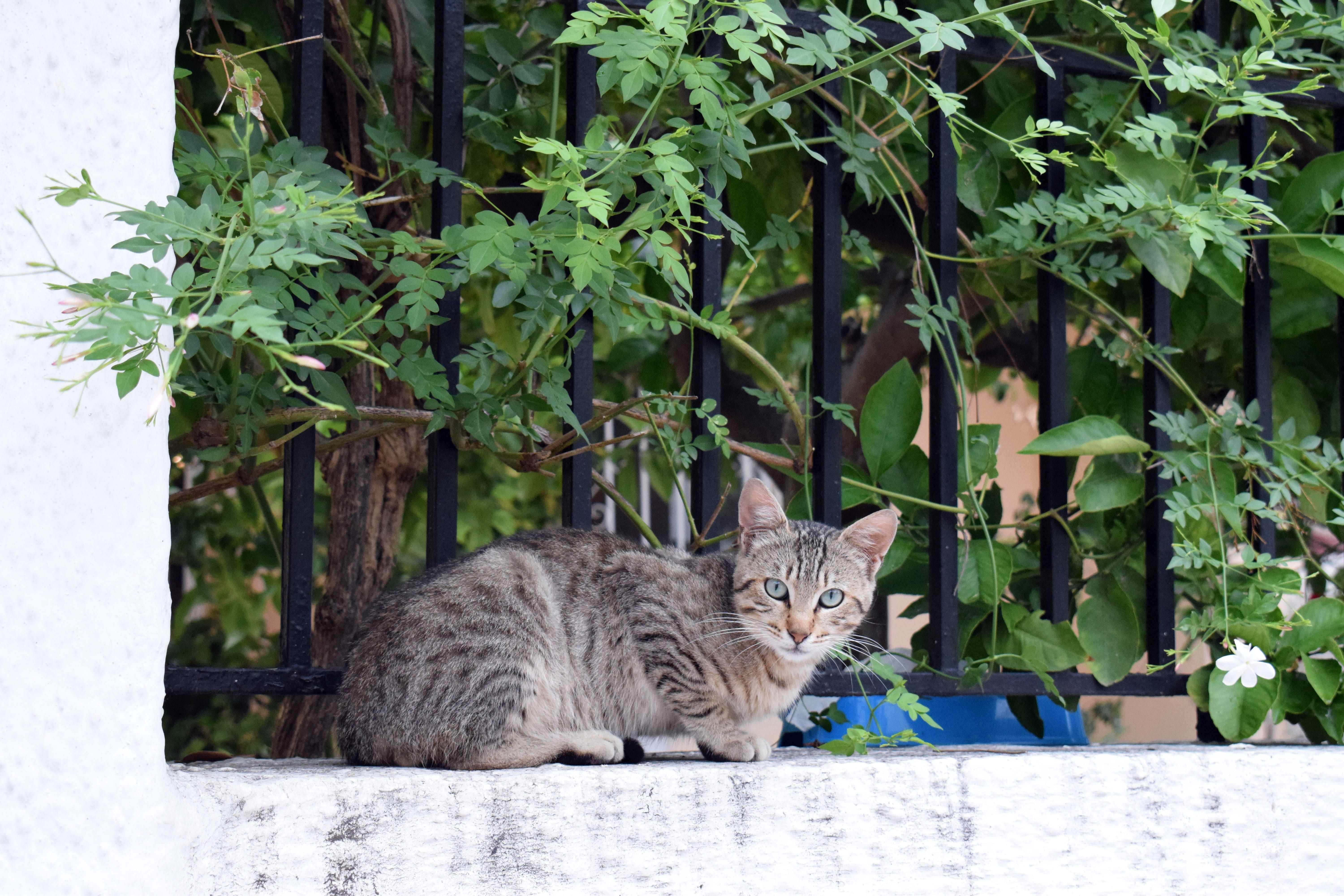 feline, leaf, looking at camera, animal, day, domestic, relaxation, portrait, greece, black, mammal, tabby, plant part, garden, whisker, cat, domestic animals, HD Wallpaper