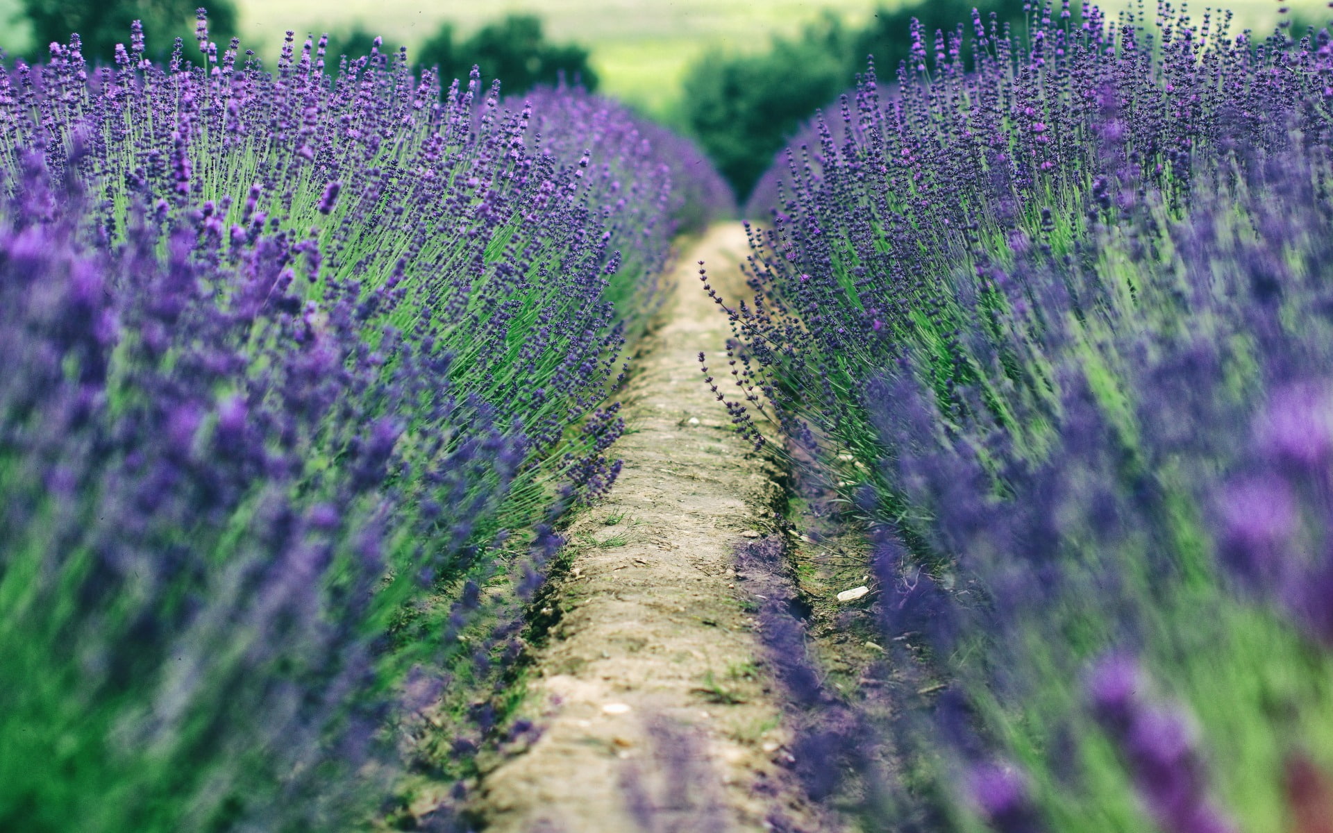 lavender, blue flowers, landscape, 1080P, field, HD Wallpaper