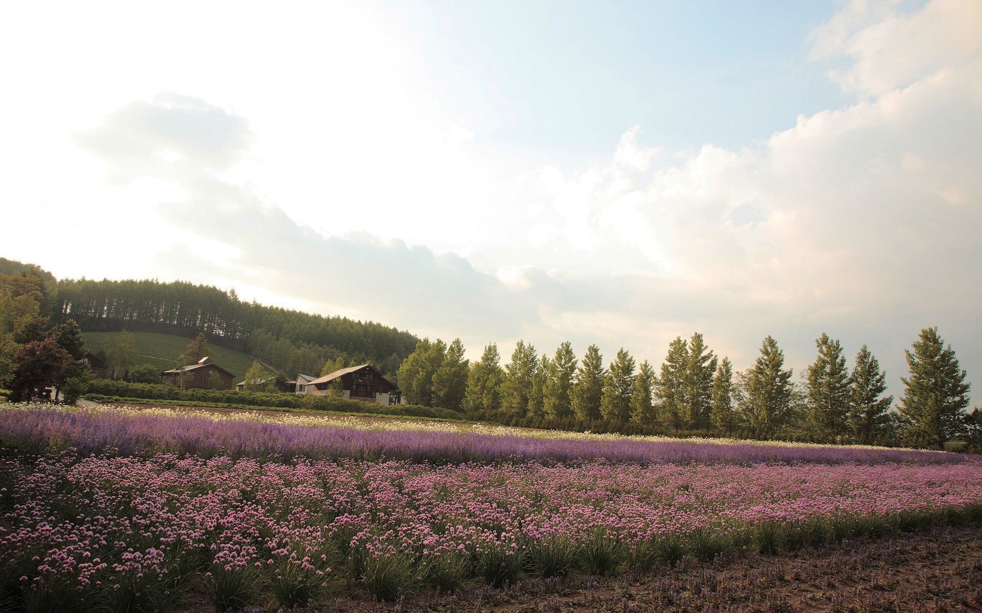 1080P, landscape, lavender, field, HD Wallpaper