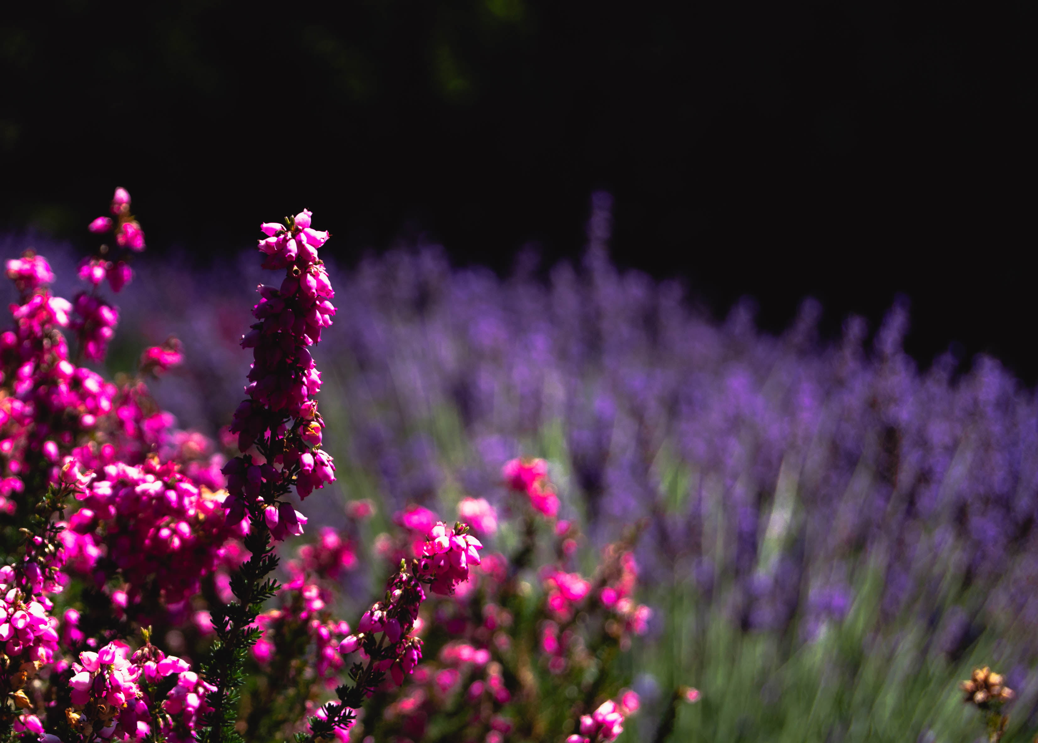 outdoors, flower head, ornamental garden, freshness, purple, flowerbed, close-up, field, springtime, nature, no people, land, blossom, fragility, flowering plant, HD Wallpaper
