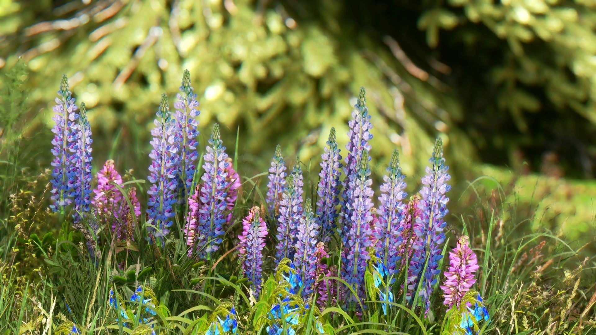 purple, lavender, blue, fragility, no people, ornamental garden, botany, focus on foreground, flowers, 1080P, springtime, plant, grass, flowerbed, growth, HD Wallpaper