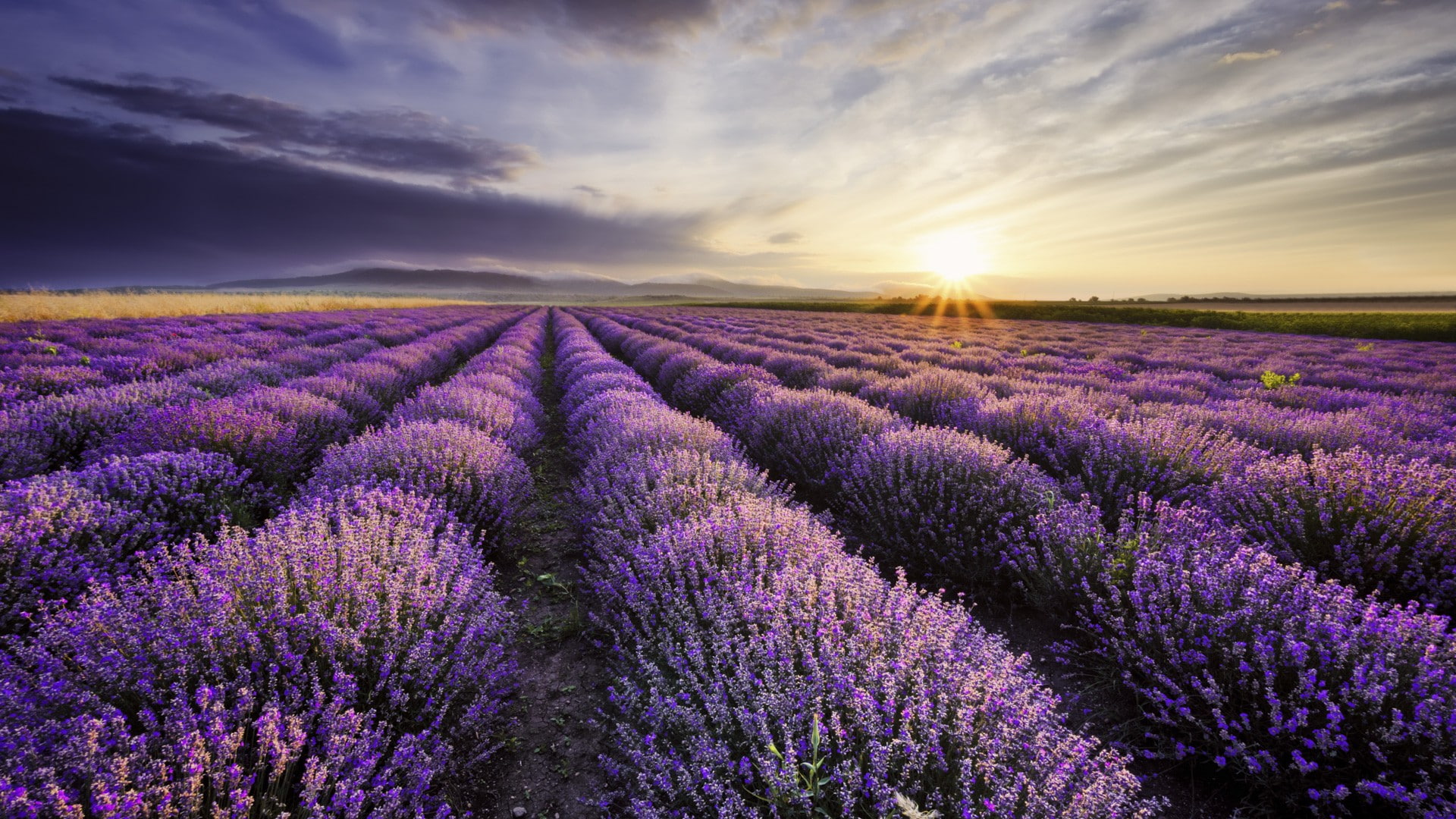 purple, lavender, nature, 1080P, HD Wallpaper