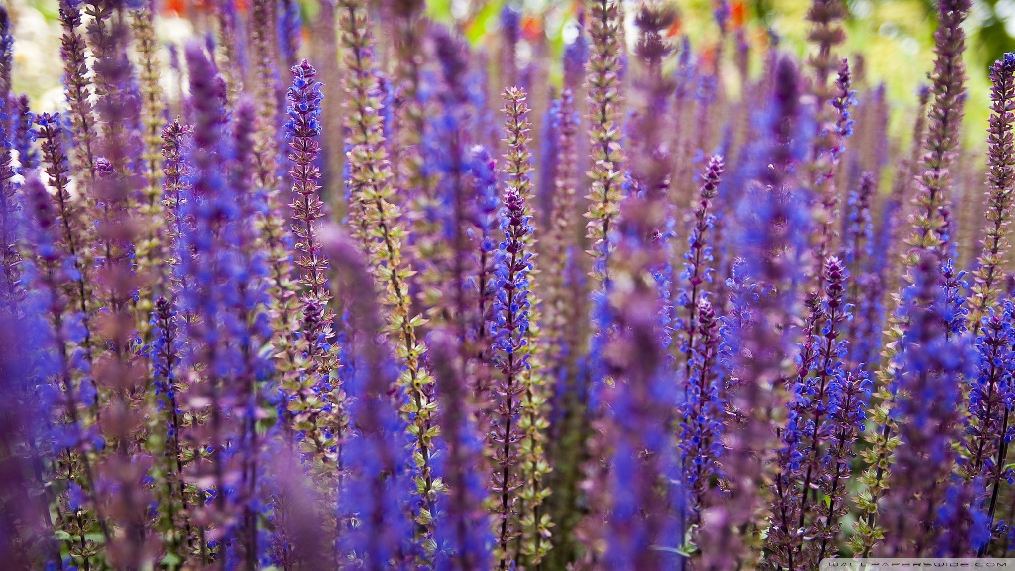 purple flowers, lavender, 1080P, HD Wallpaper