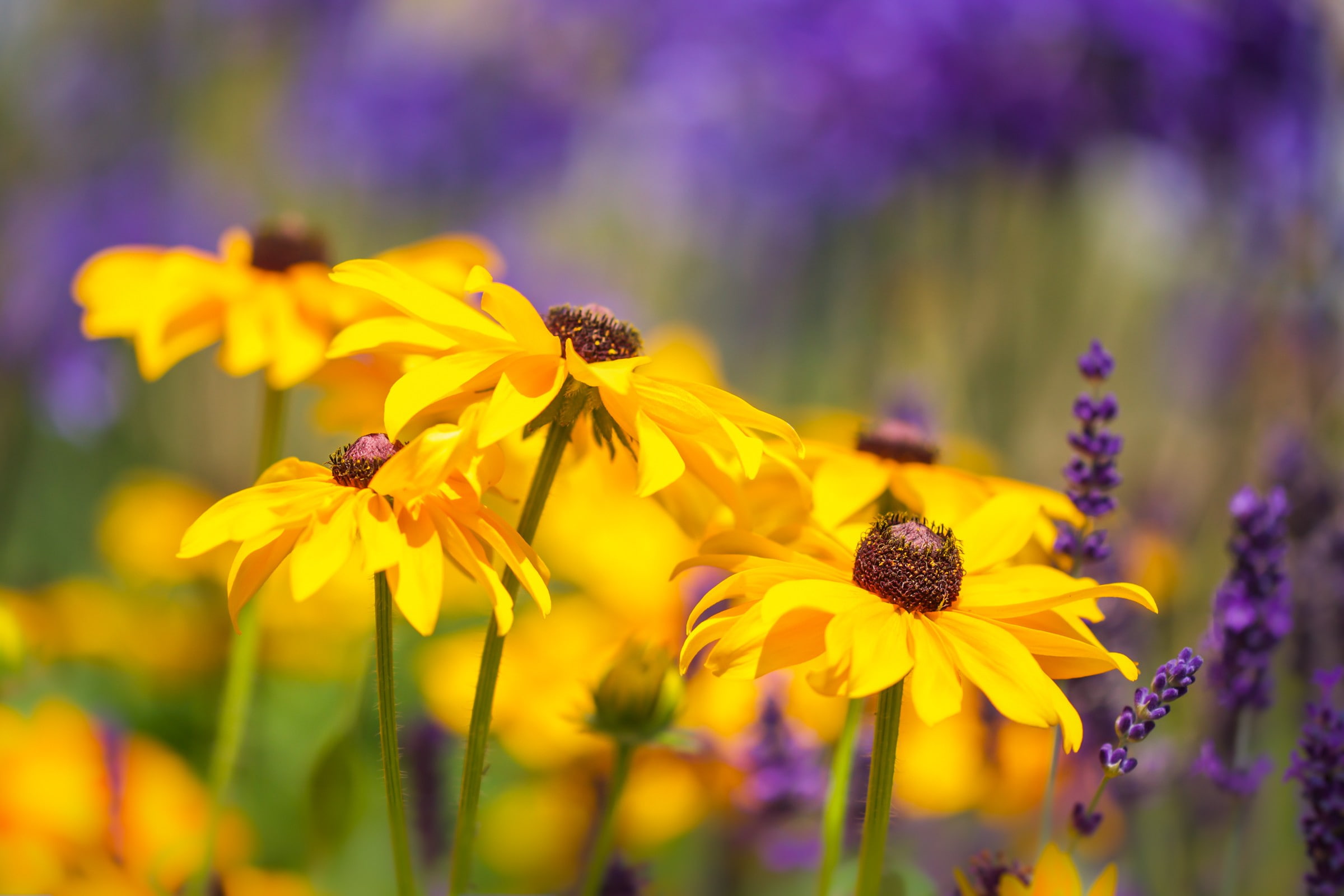 nature, pollen, freshness, no people, pollination, flowering plant, animal wildlife, 1080P, purple, growth, flower, beauty in nature, close-up, flower head, HD Wallpaper