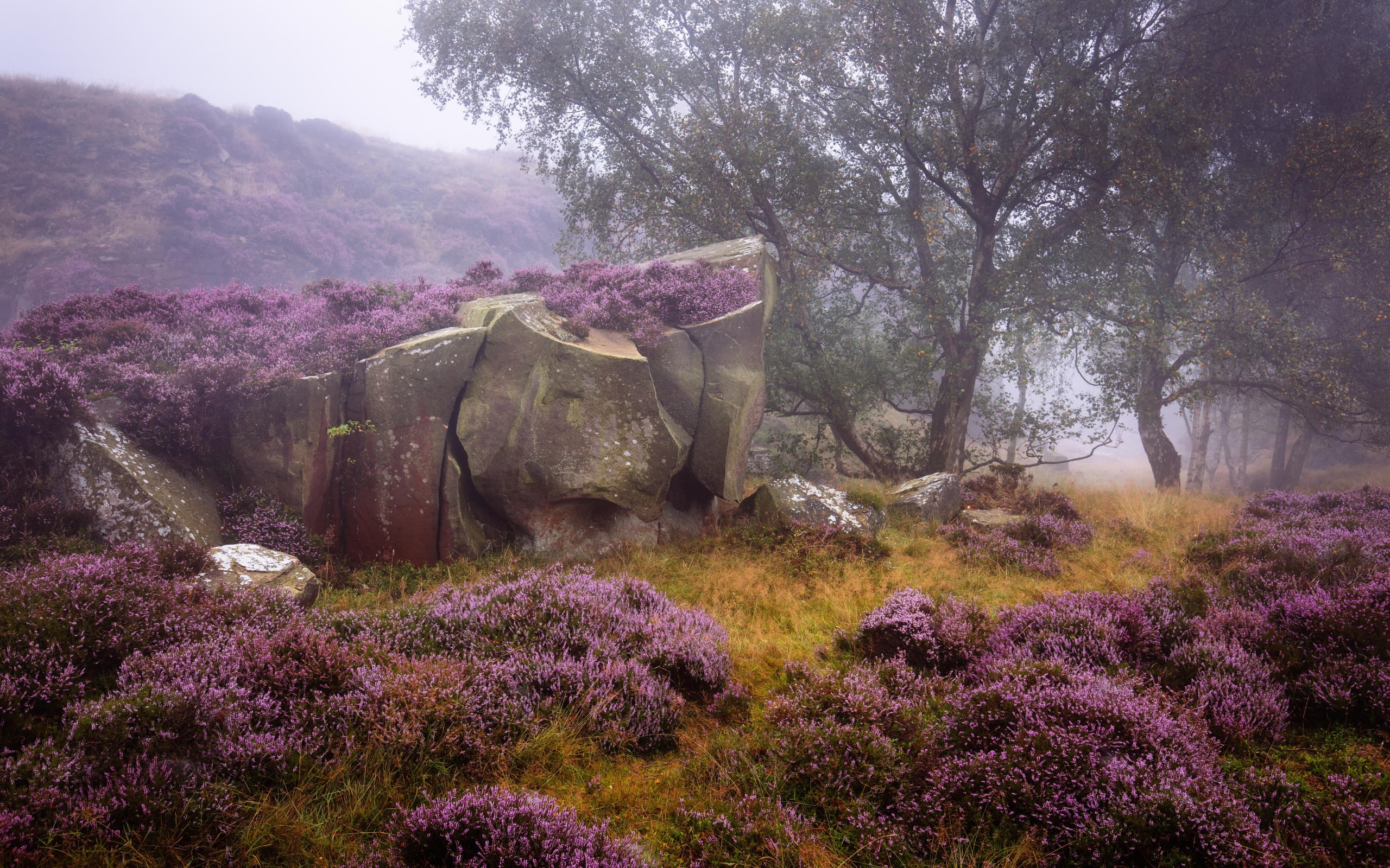 mist, rocks, 2K, plants, nature, landscape, lavender, HD Wallpaper