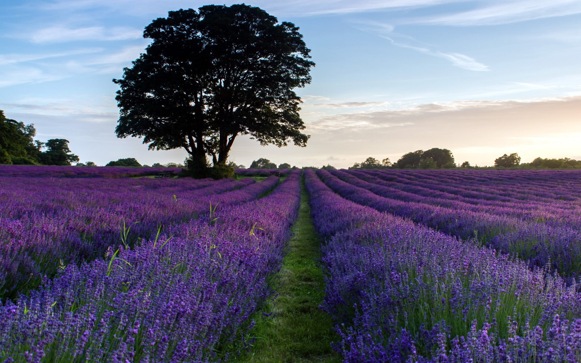 1080P, flower, tree, agriculture, lavender colored, tranquil scene, tranquility, nature, land, field, sky, beauty in nature, no people, scenics - nature, HD Wallpaper