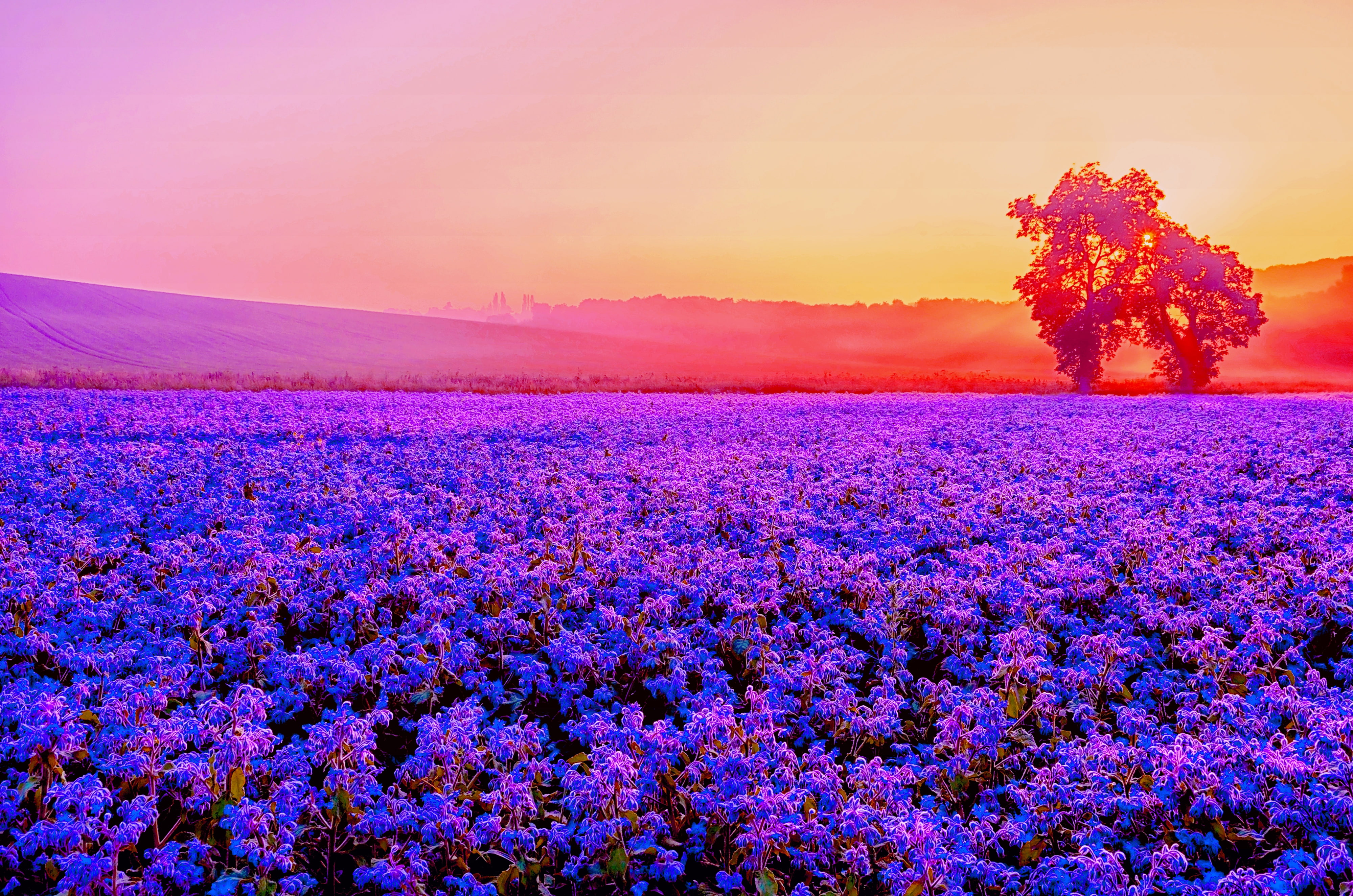 Sunset, Purple, 4K, Lavender farm, 4K, Blossom, HD Wallpaper