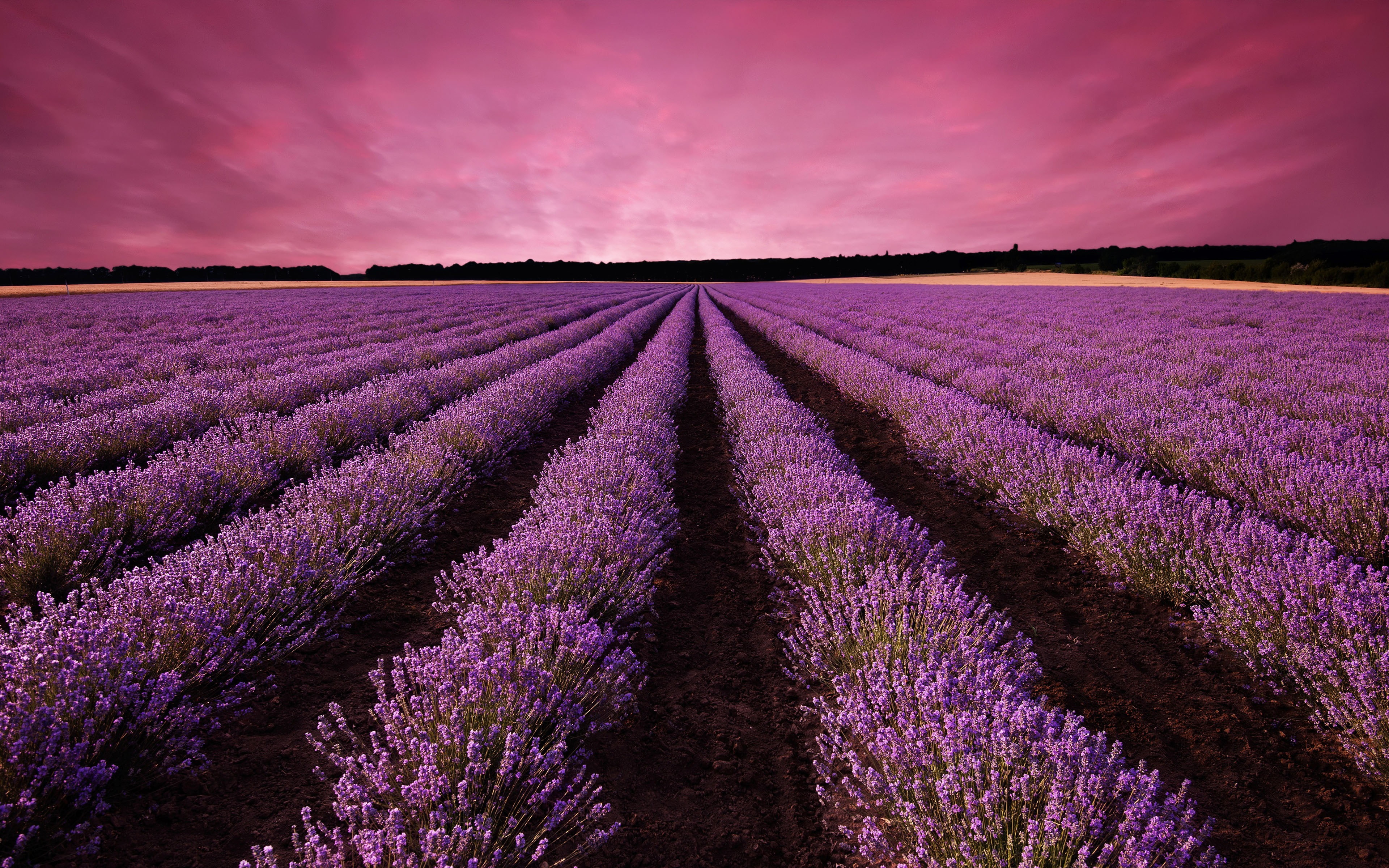 k, lavender, high, flower, landscape, rural scene, france, lavender colored, land, quality, romantic sky, field, nature, beauty in nature, purple, flowering plant, HD Wallpaper